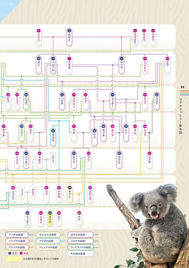 記念誌の参考デザイン例（平川動物公園50周年記念誌）
