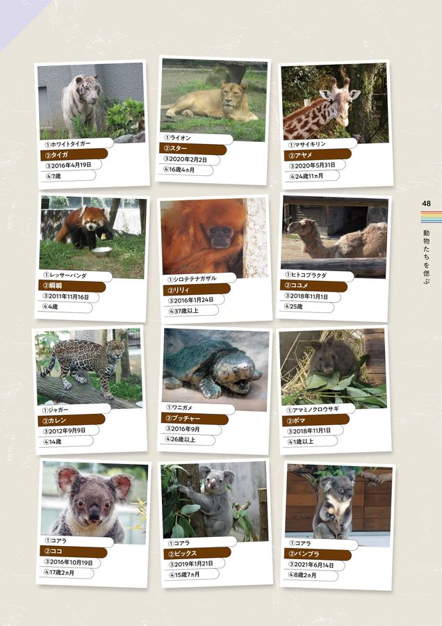 記念誌の参考デザイン例（平川動物公園50周年記念誌）