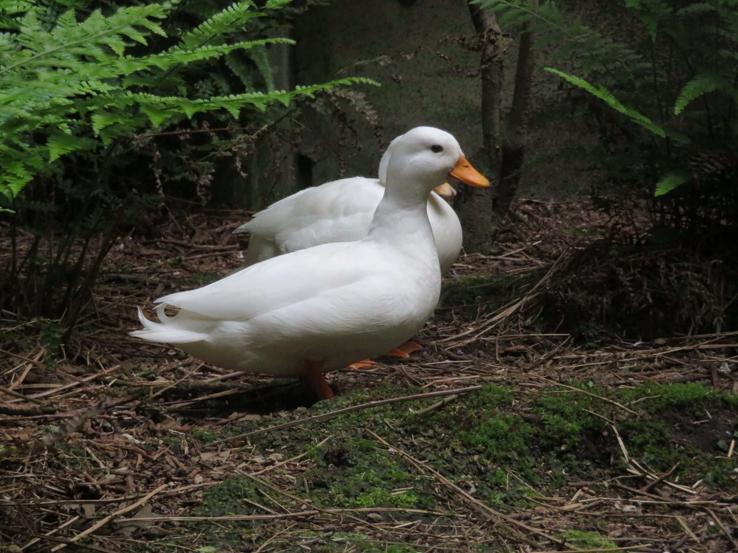 コールダック - 平川動物公園公式サイト