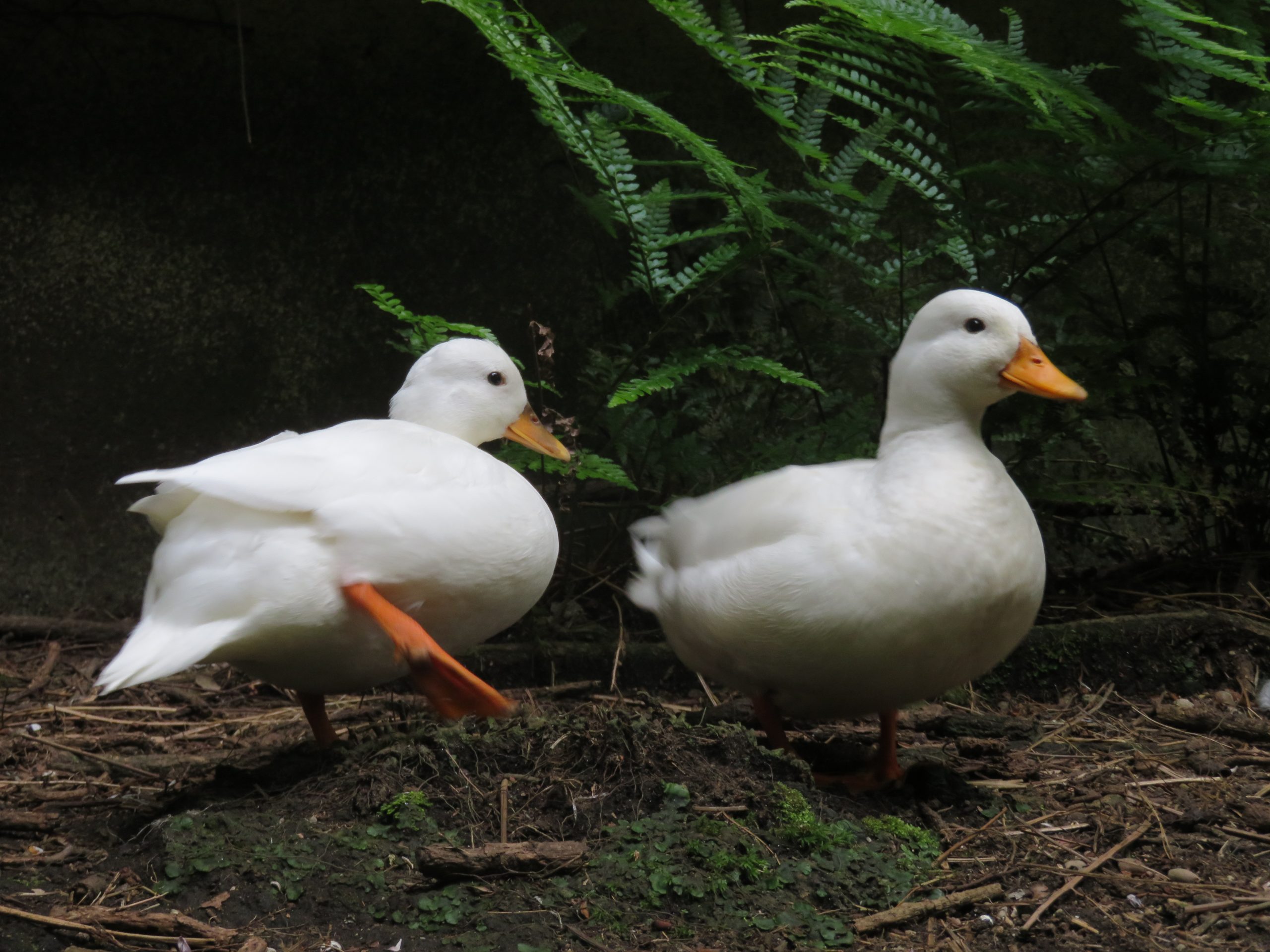 コールダック - 平川動物公園公式サイト