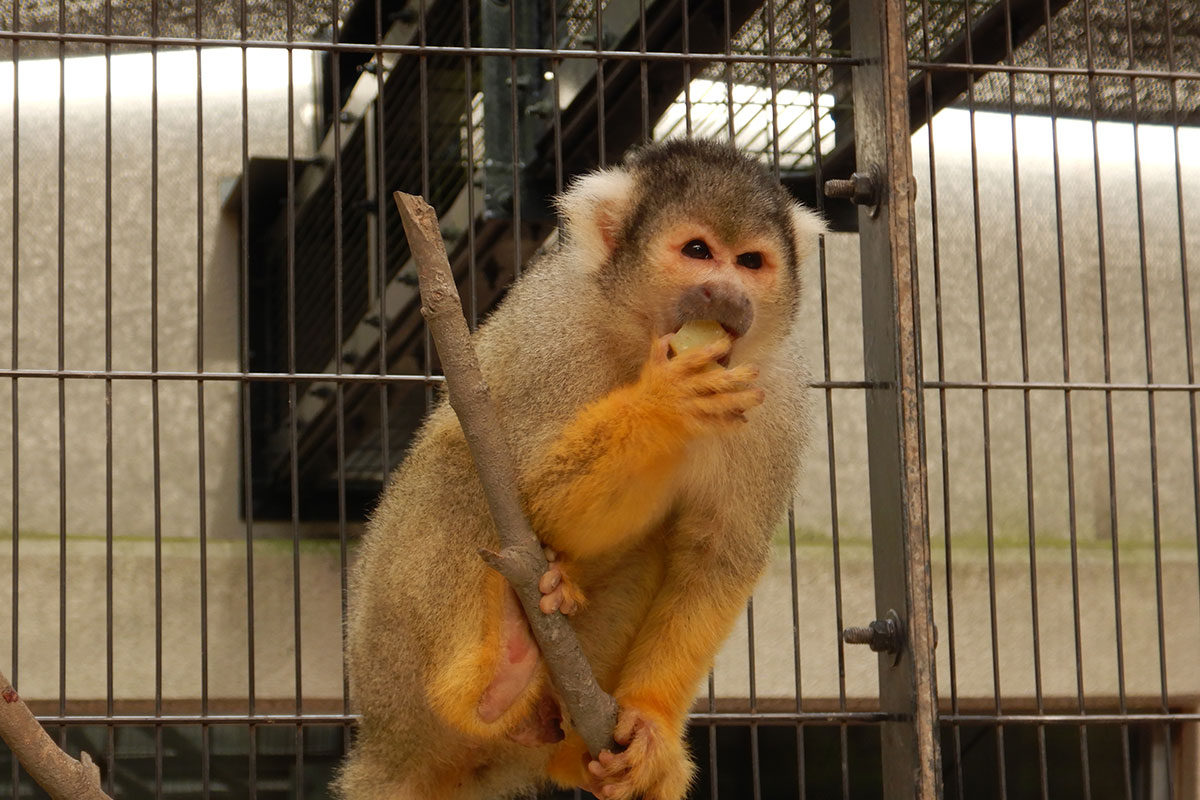 ボリビアリスザル 平川動物公園公式サイト