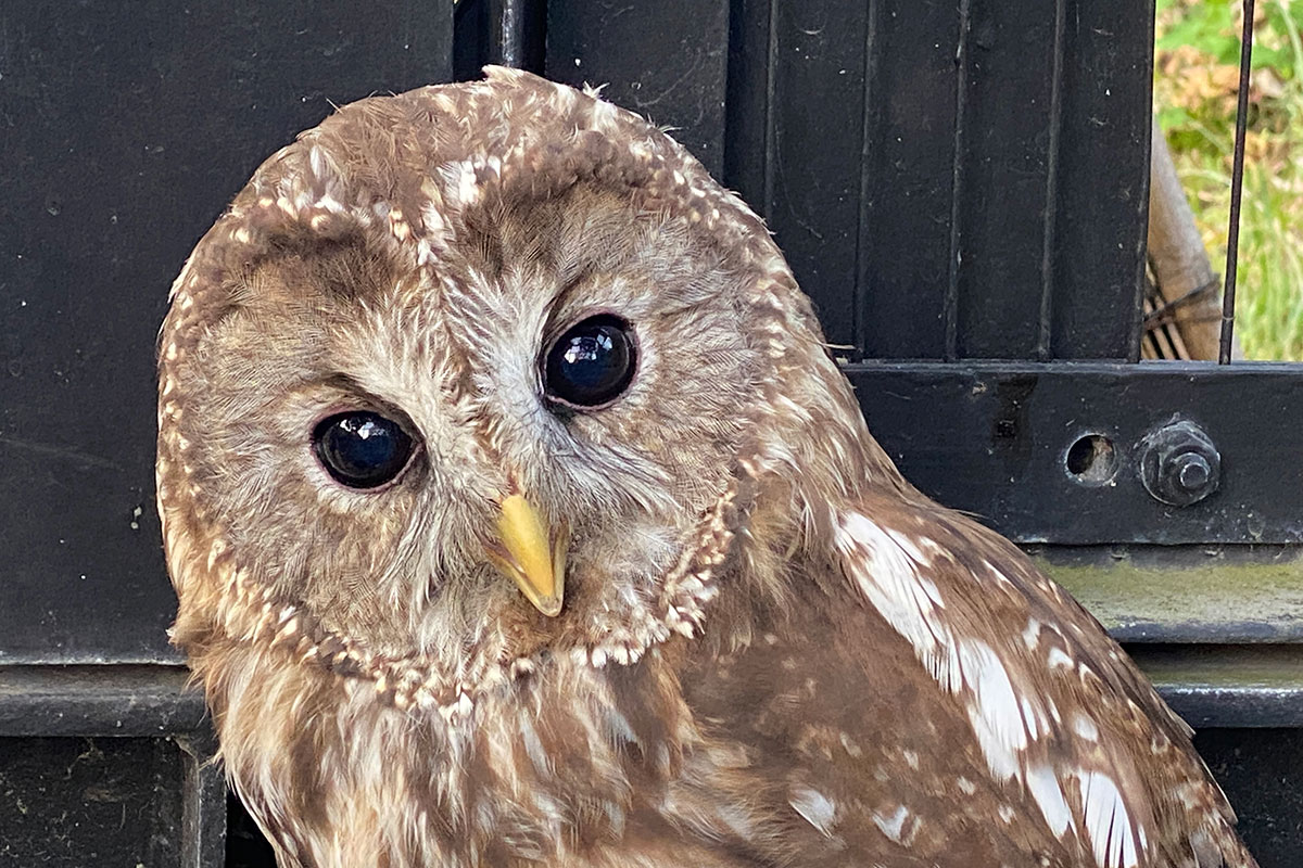 フクロウ（キュウシュウフクロウ） - 平川動物公園公式サイト