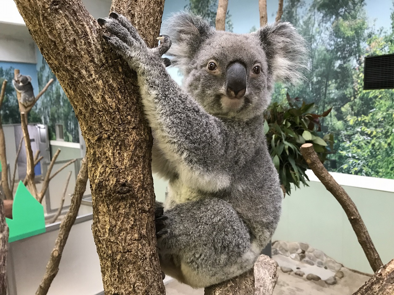 コアラの死亡について 平川動物公園公式サイト