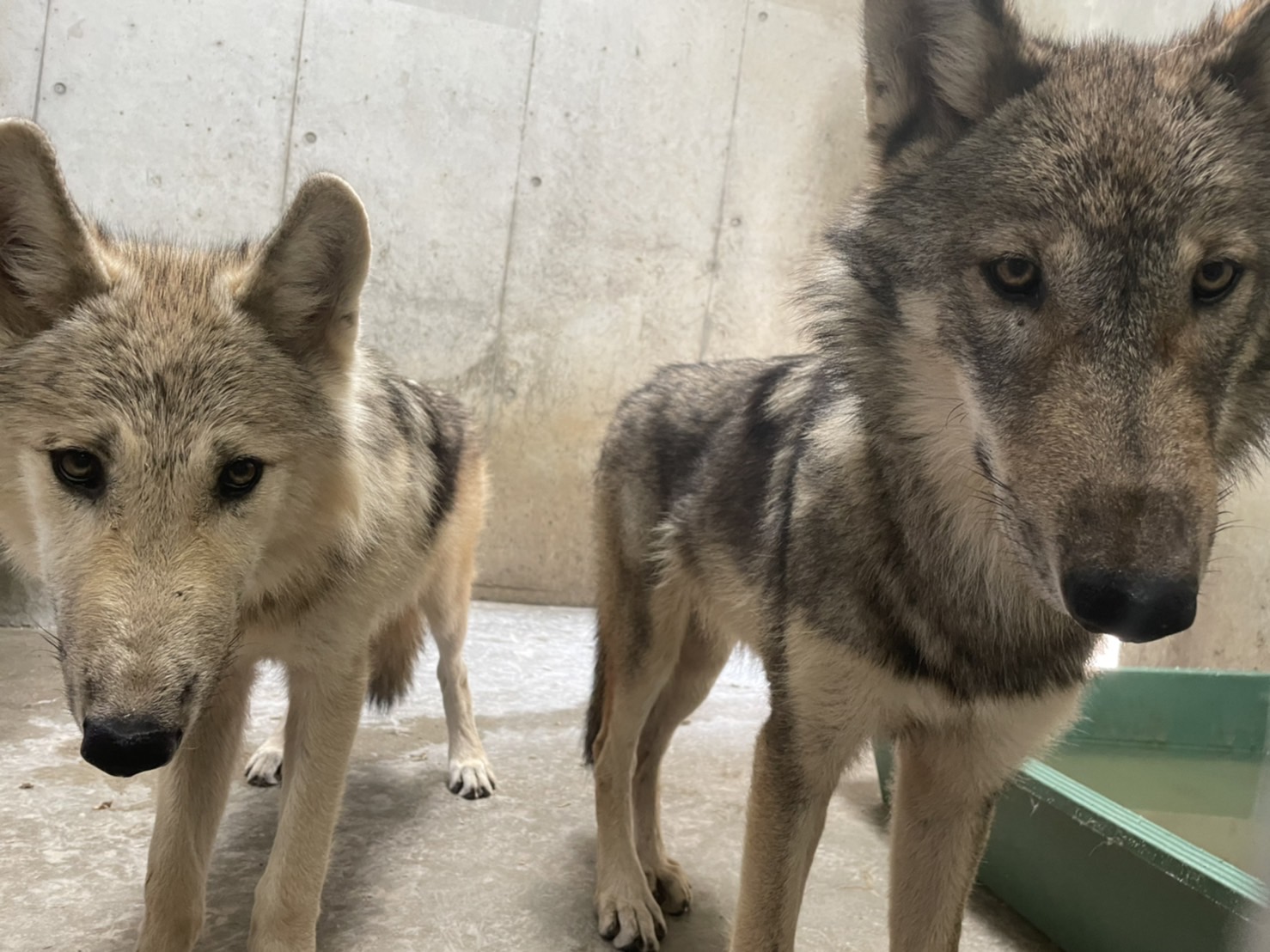 シンリンオオカミの搬出について - 平川動物公園公式サイト