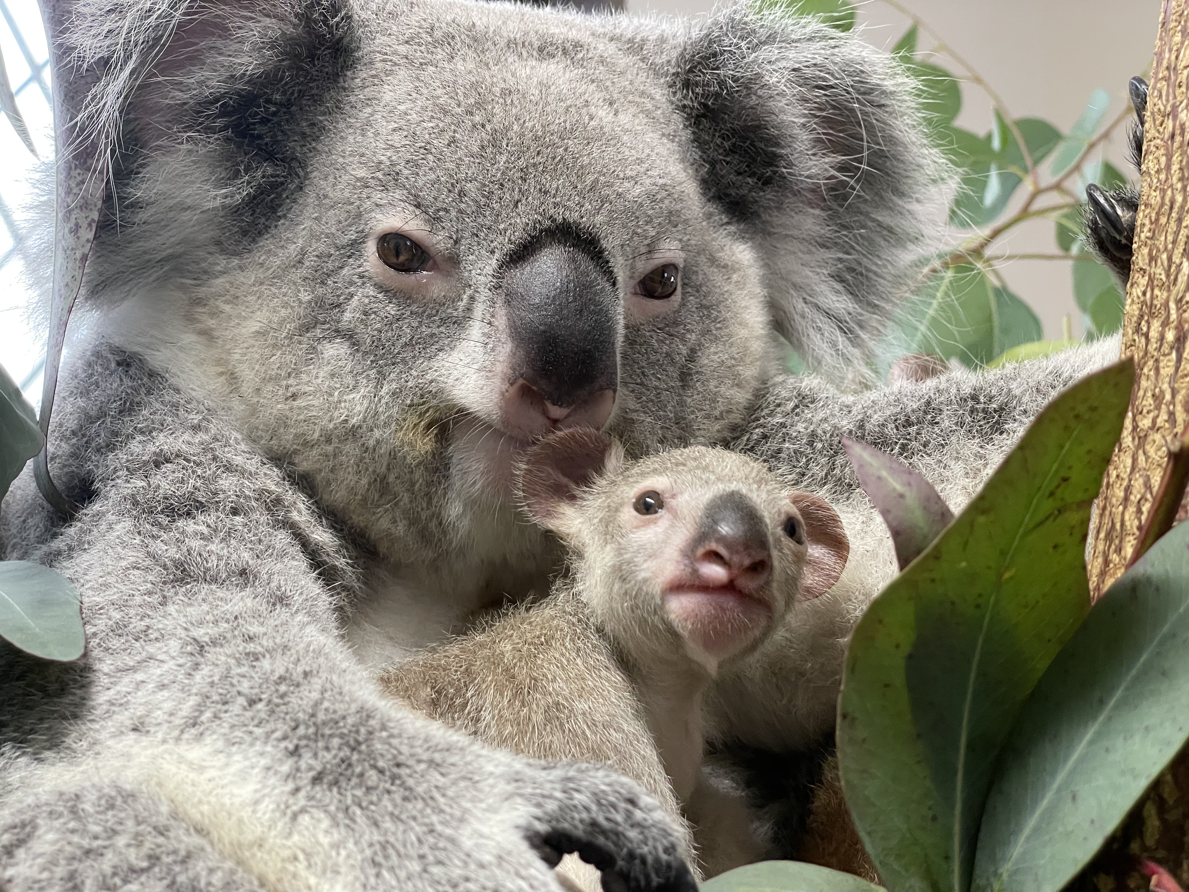 確認用　コアラ　海外版 yasijun🐨🐨🐨コアラーイラストレーター on X: 