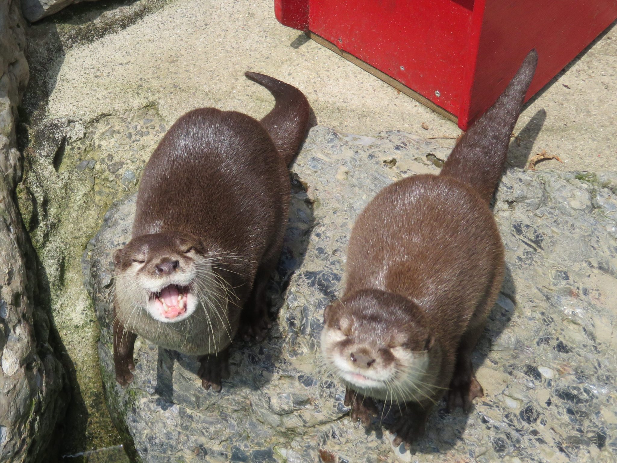 「世界カワウソの日(World Otter Day)」のイベントを行います! - 平川動物公園公式サイト