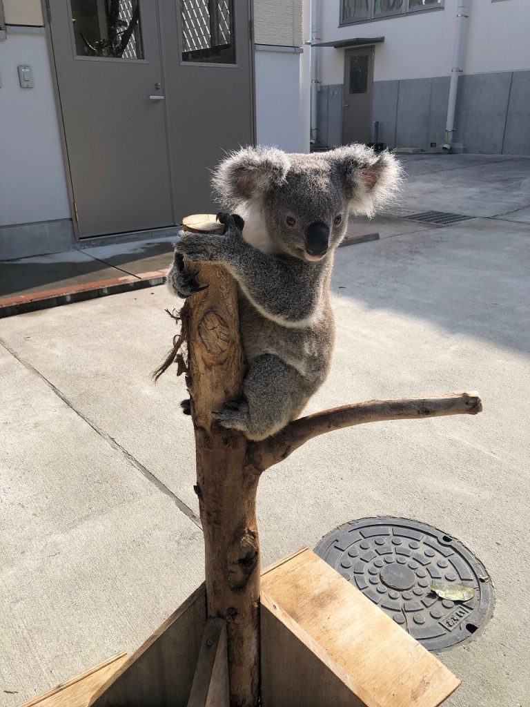 コアラのピースの展示を再開しました ～ コアラ治療の難しさ～ - 平川