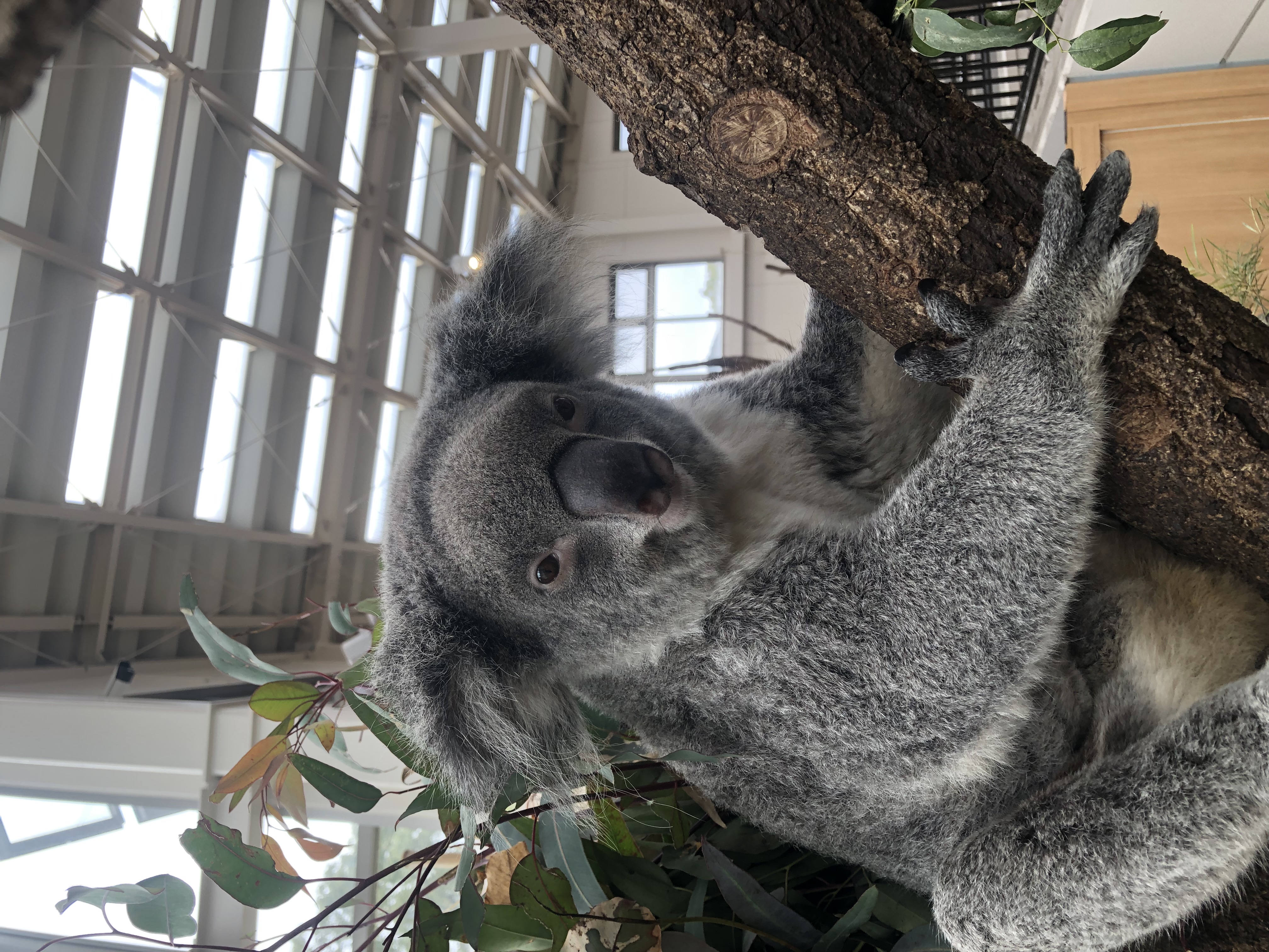 コアラの死亡について - 平川動物公園公式サイト