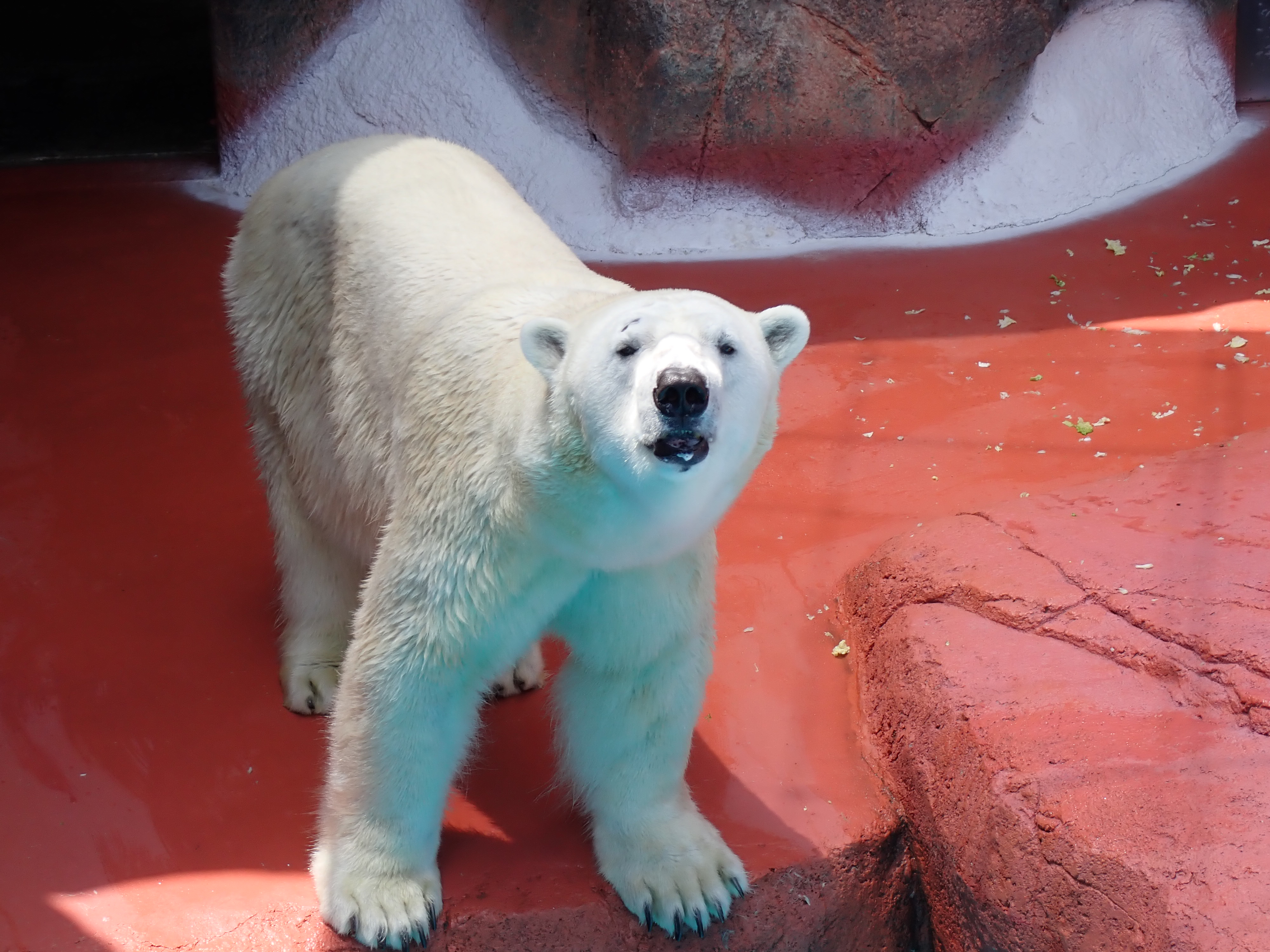 ホッキョクグマ氷の贈呈式について - 平川動物公園公式サイト