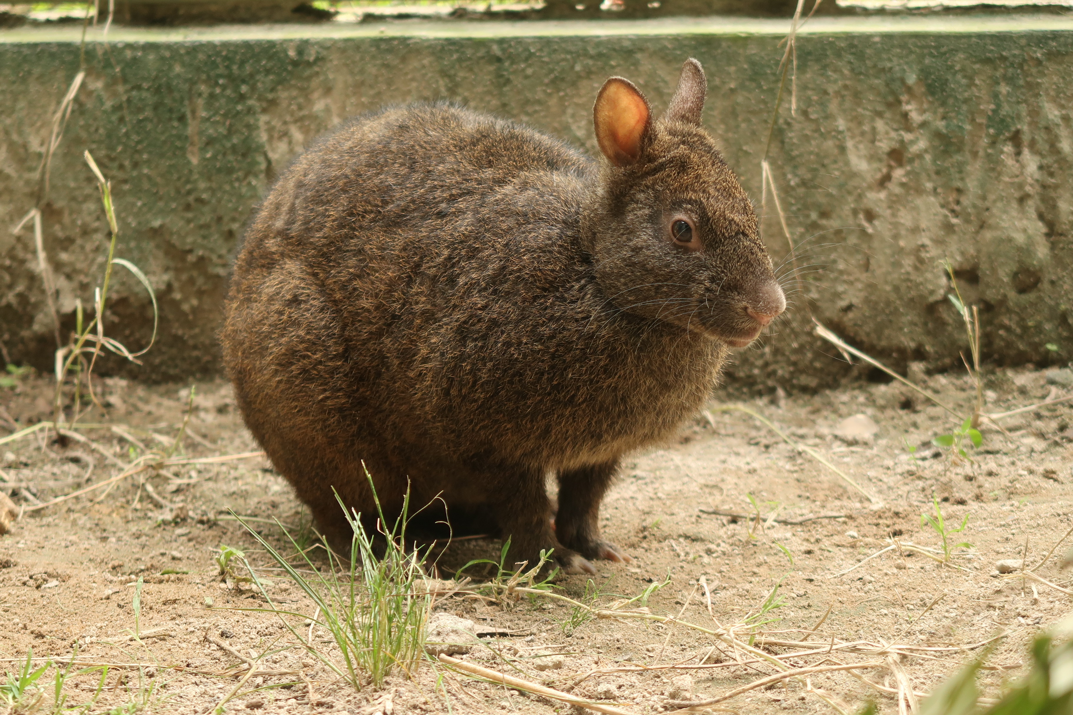 岸本ウラチ　アマミノクロウサギ アマミノクロウサギ | 奄美遺産｜環境文化のカタチ