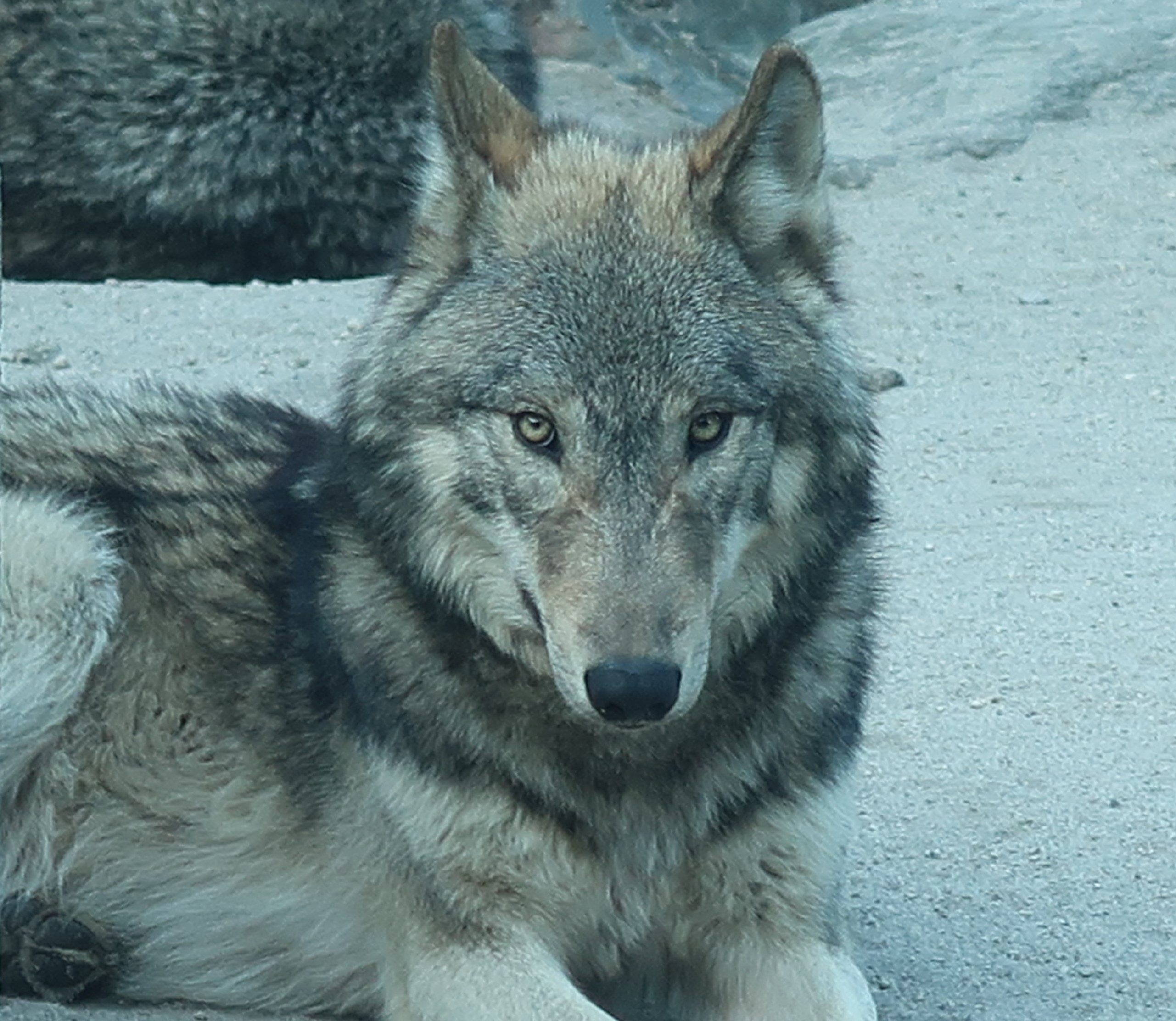 シンリンオオカミの搬出について - 平川動物公園公式サイト