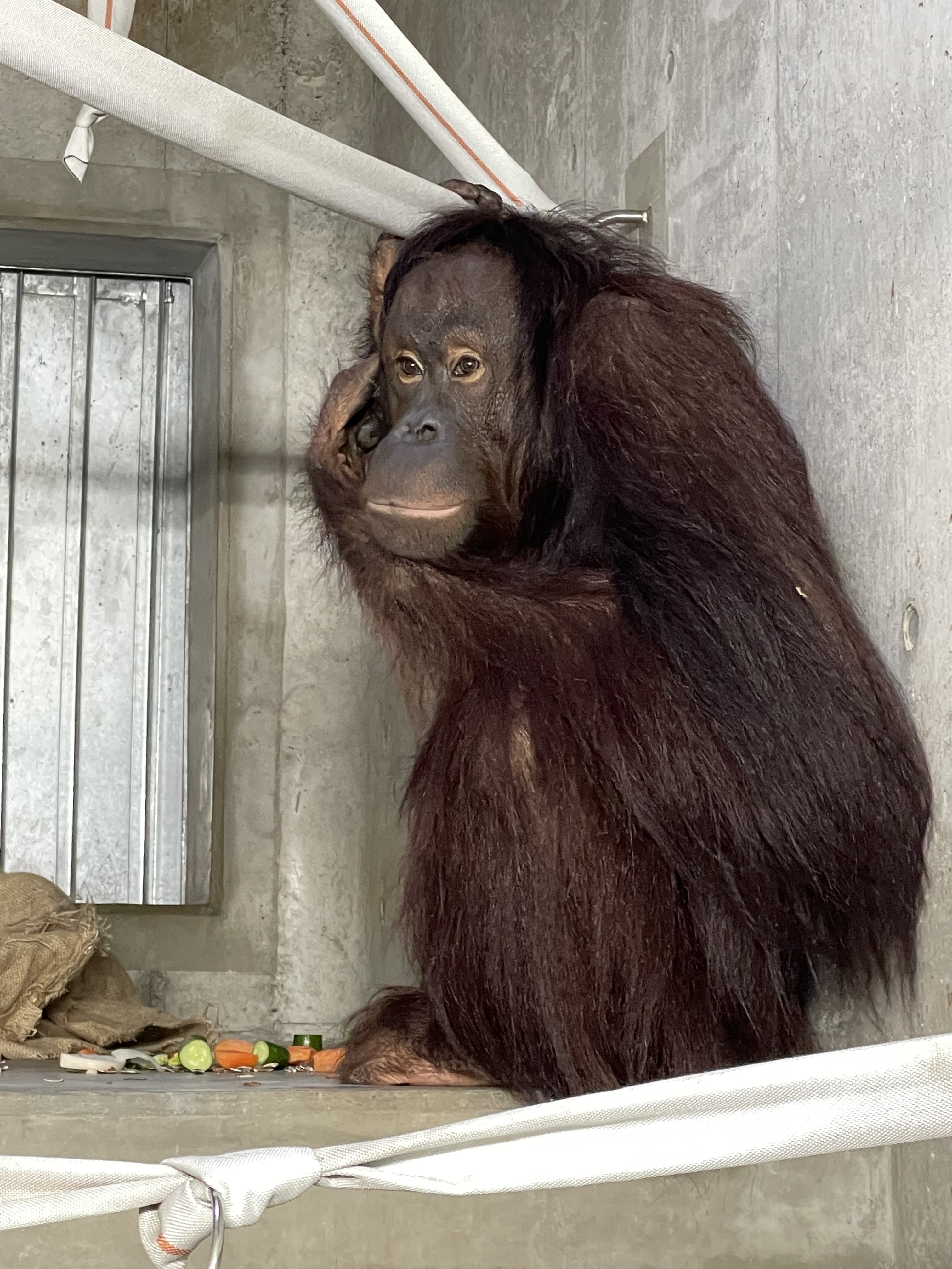 ボルネオオランウータンの一般公開について - 平川動物公園公式サイト