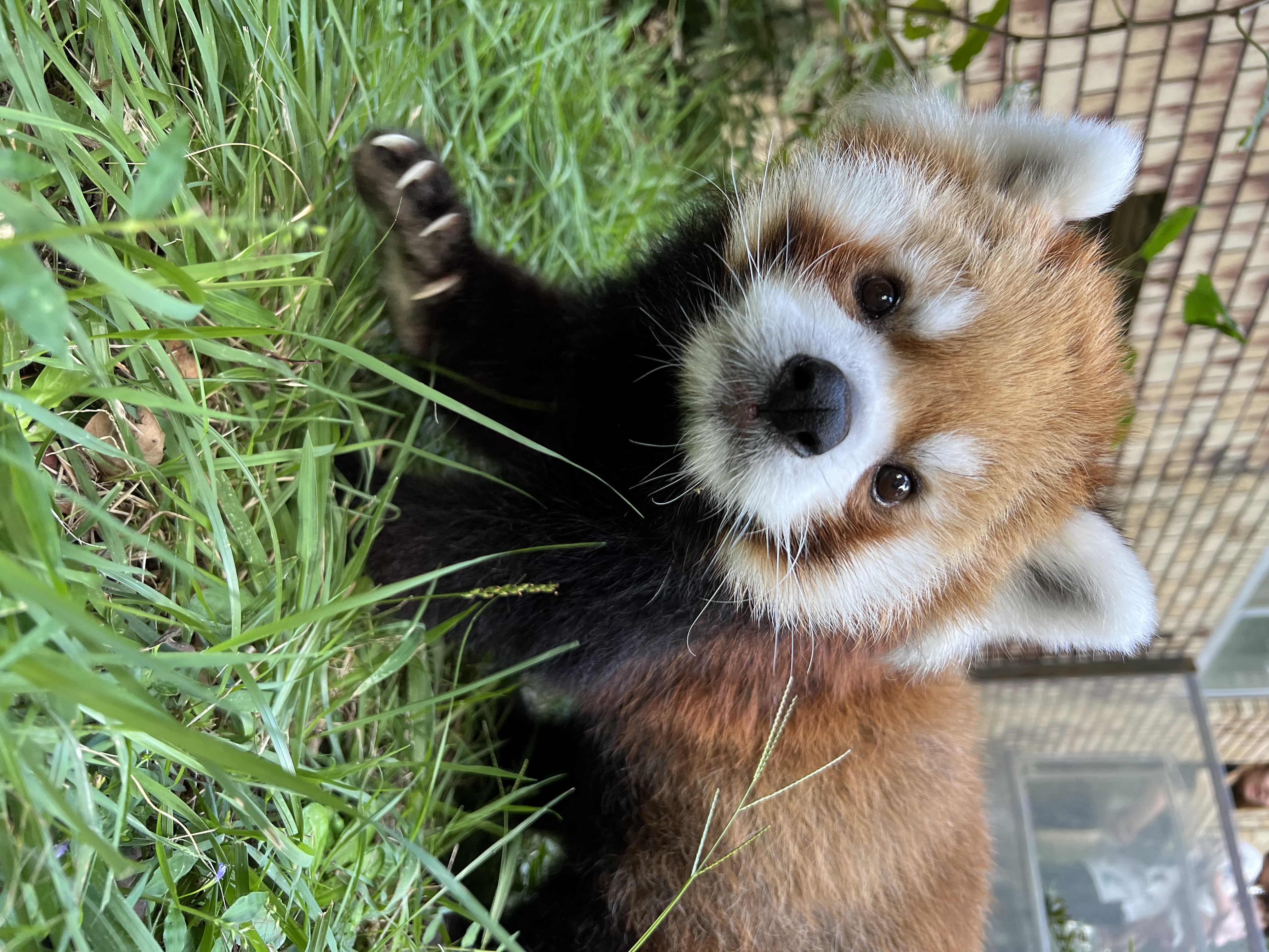 レッサーパンダの死亡について - 平川動物公園公式サイト