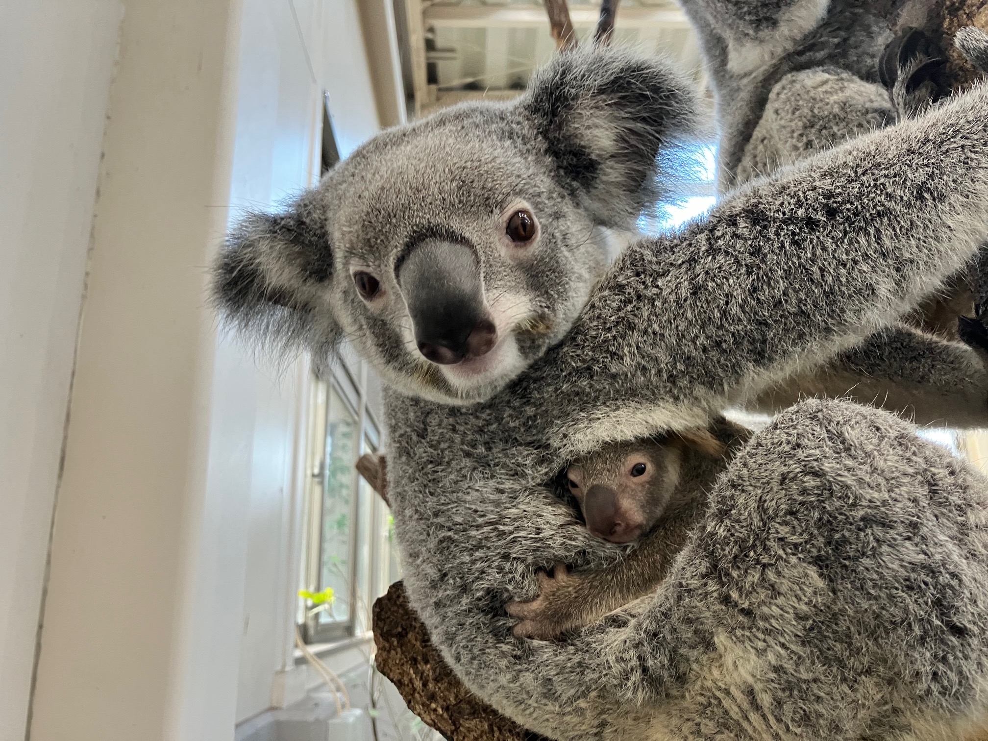 コアラの赤ちゃんがお母さんの袋から出てきました - 平川動物公園公式