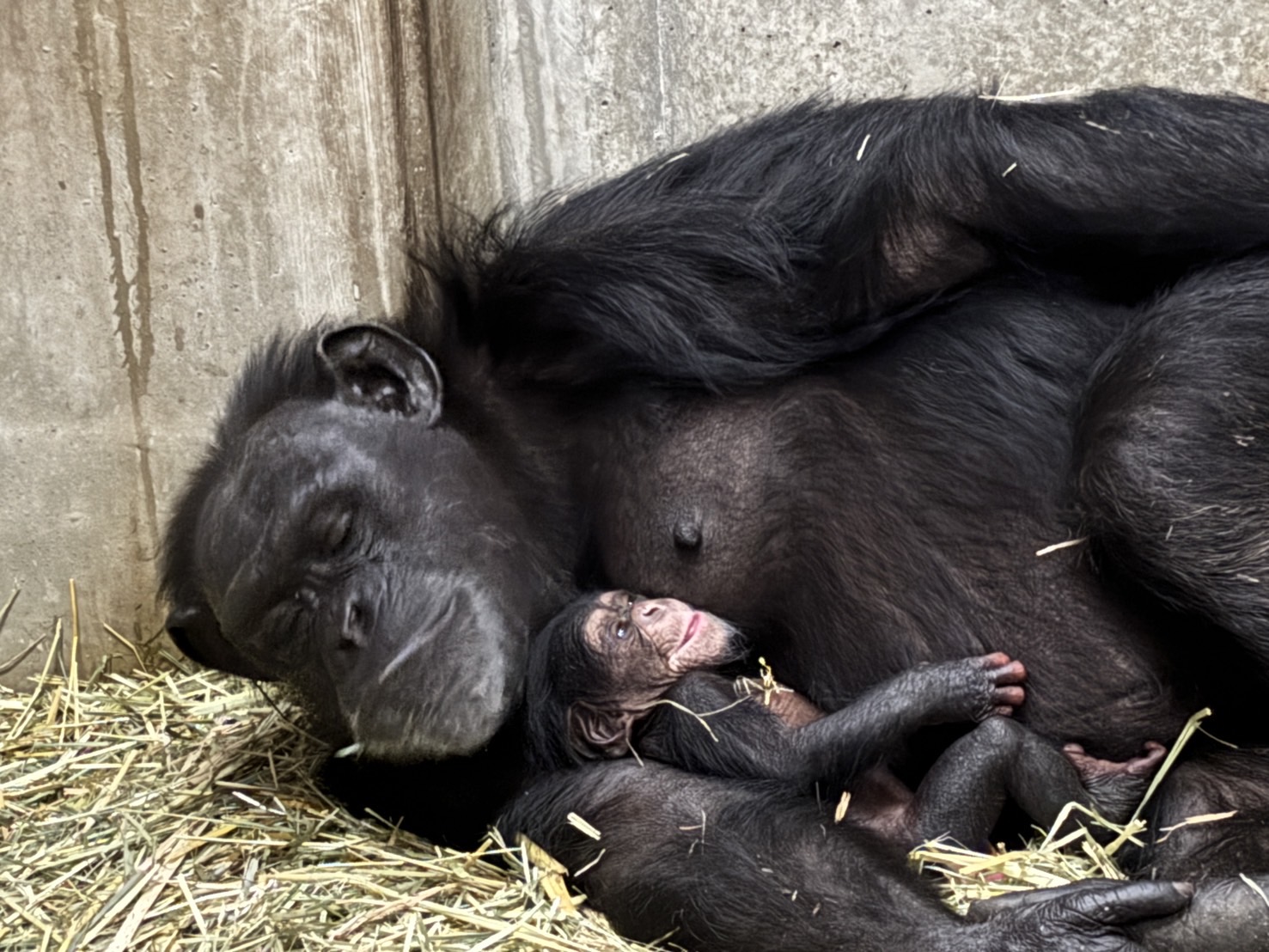 チンパンジーの出産について