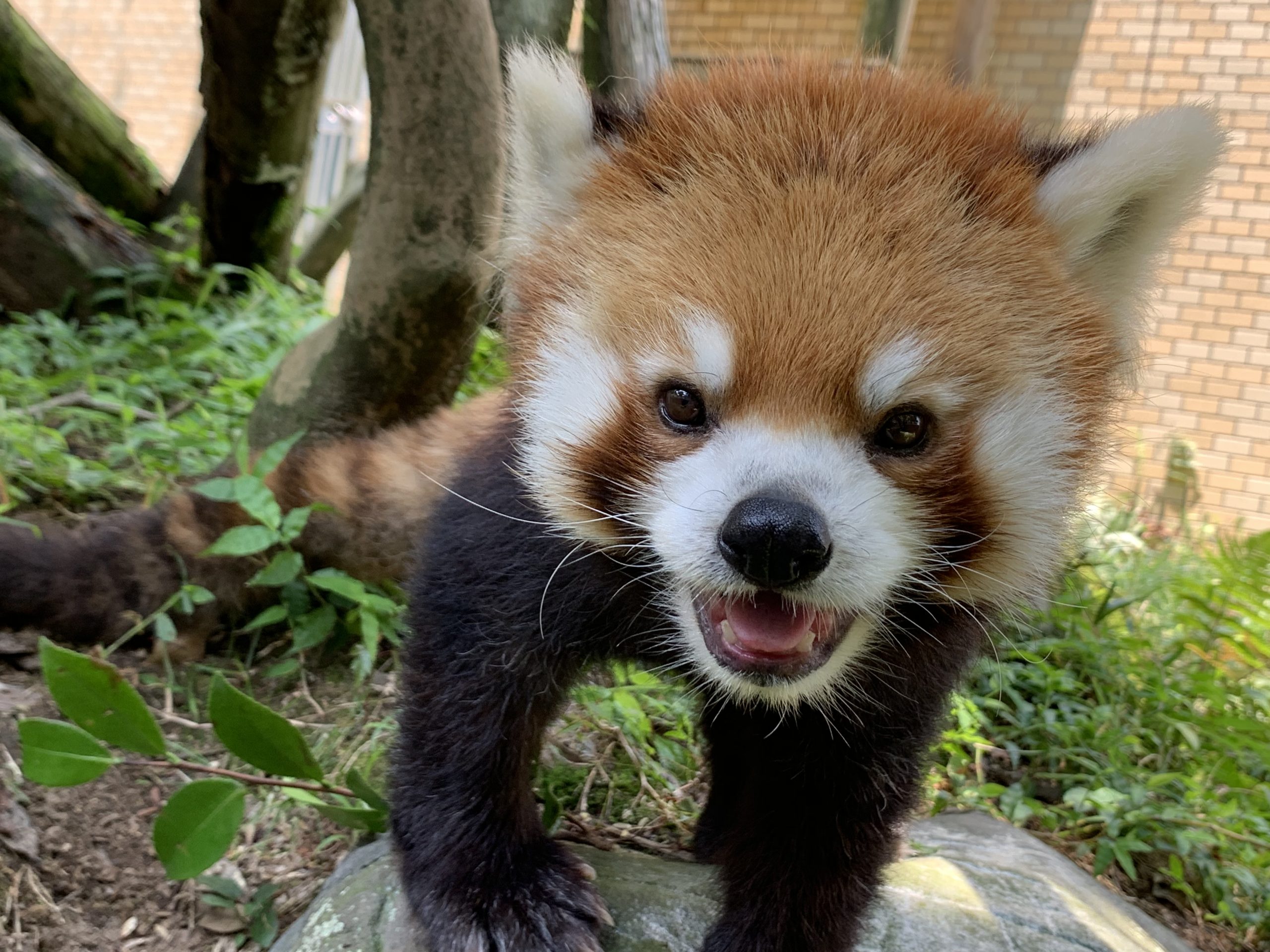レッサーパンダ「風美」との5年間-part3 - 平川動物公園公式サイト