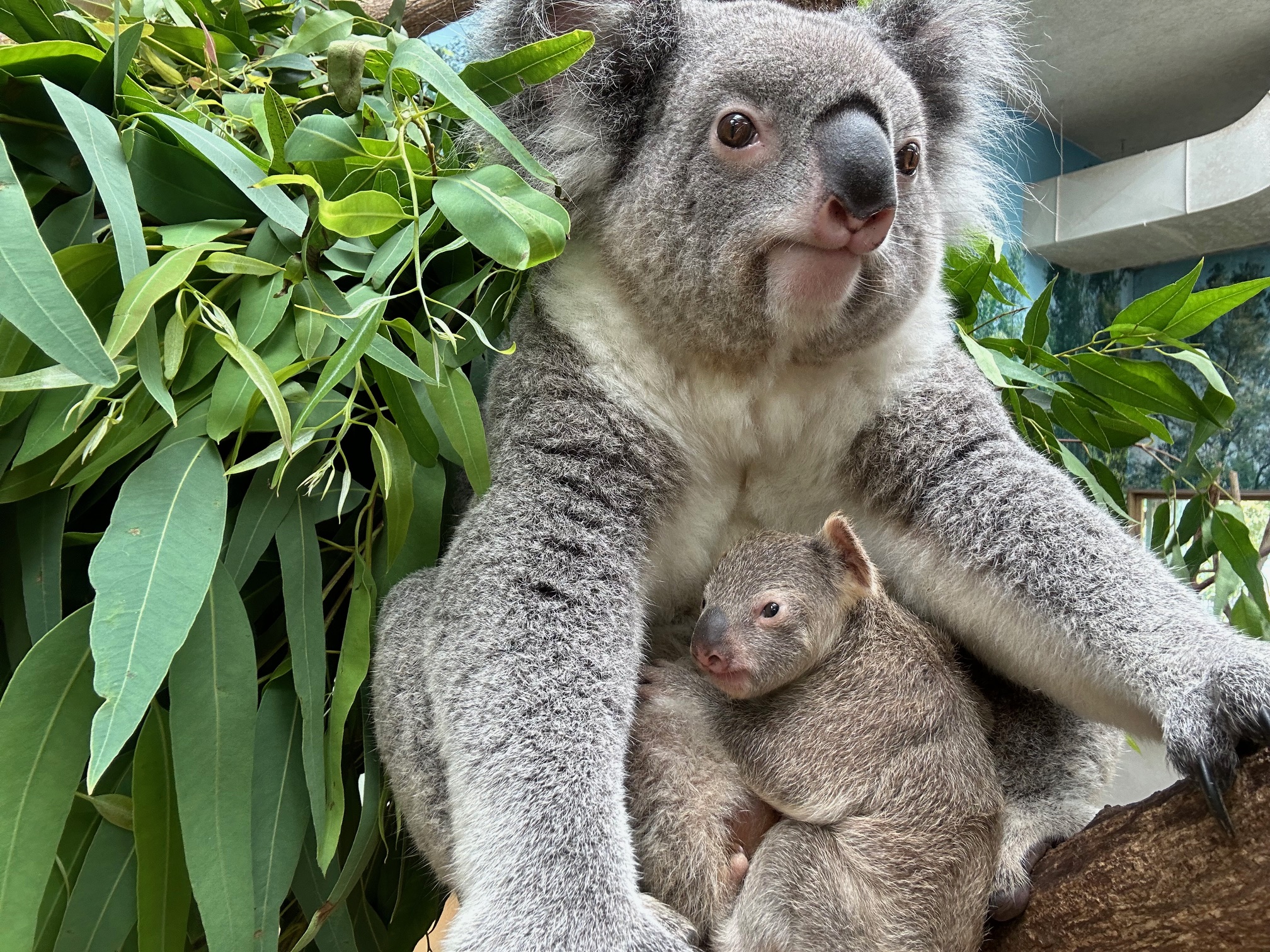 コアラの赤ちゃんがお母さんの袋から出てきました - 平川動物公園公式