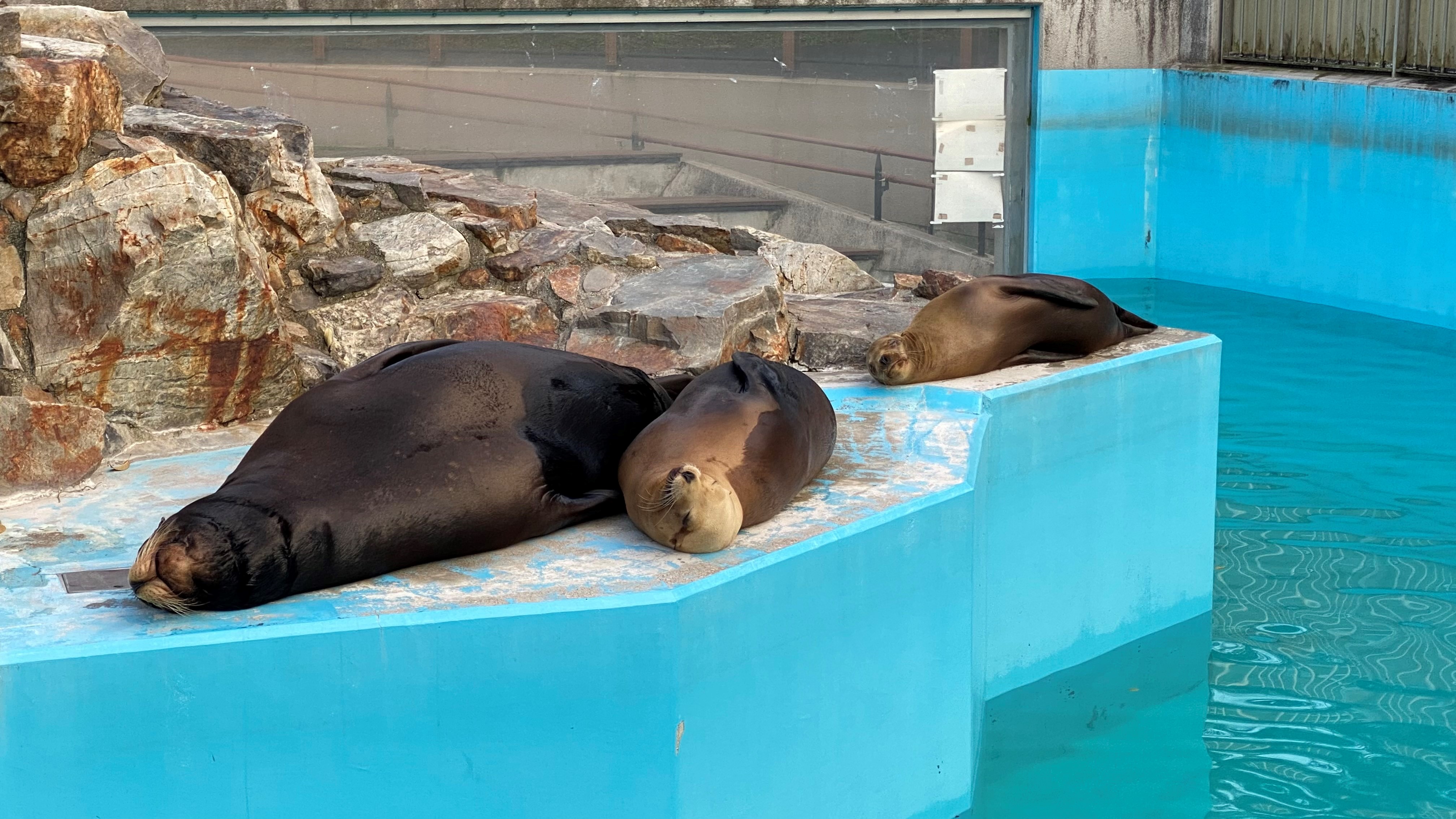 世界アシカの日（World Sea Lion Day）」のイベントを行います