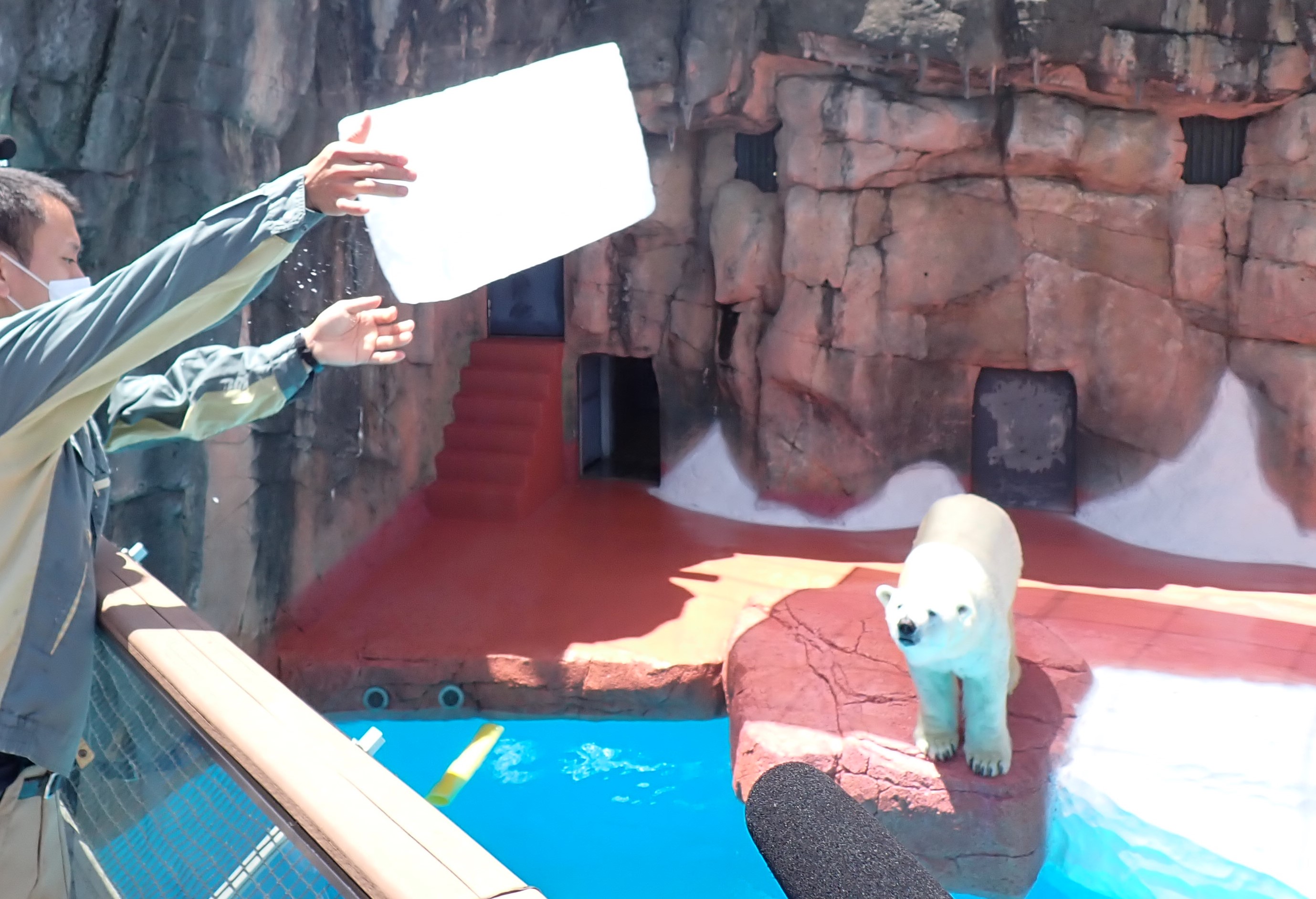 ホッキョクグマに氷のプレゼント - 平川動物公園公式サイト