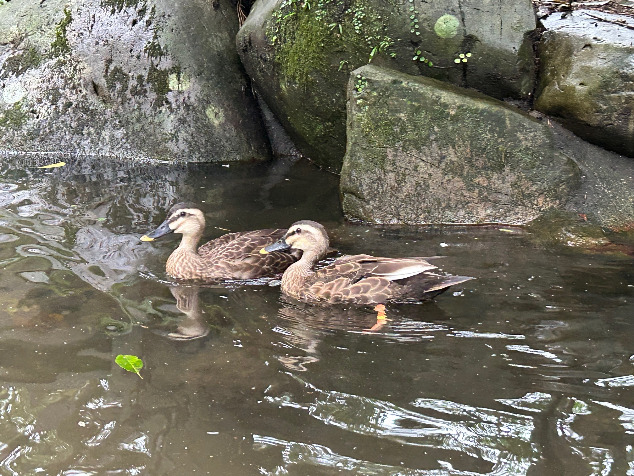 発見の森」に新しい仲間がやってきました！ - 平川動物公園公式サイト