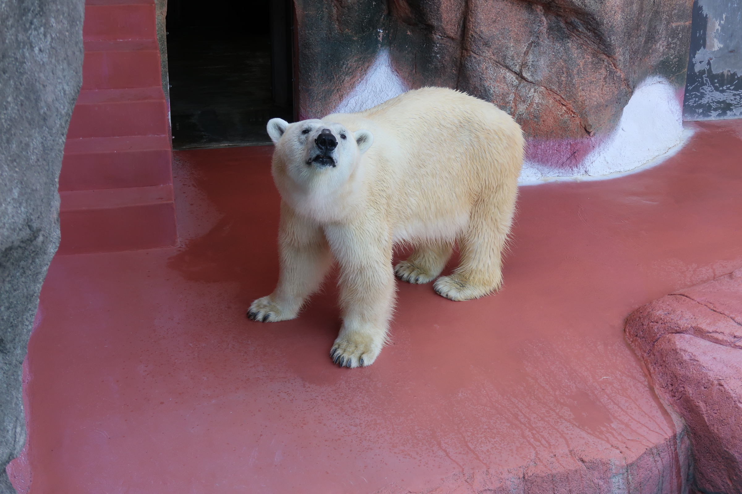 ホッキョクグマの感謝激励会について - 平川動物公園公式サイト