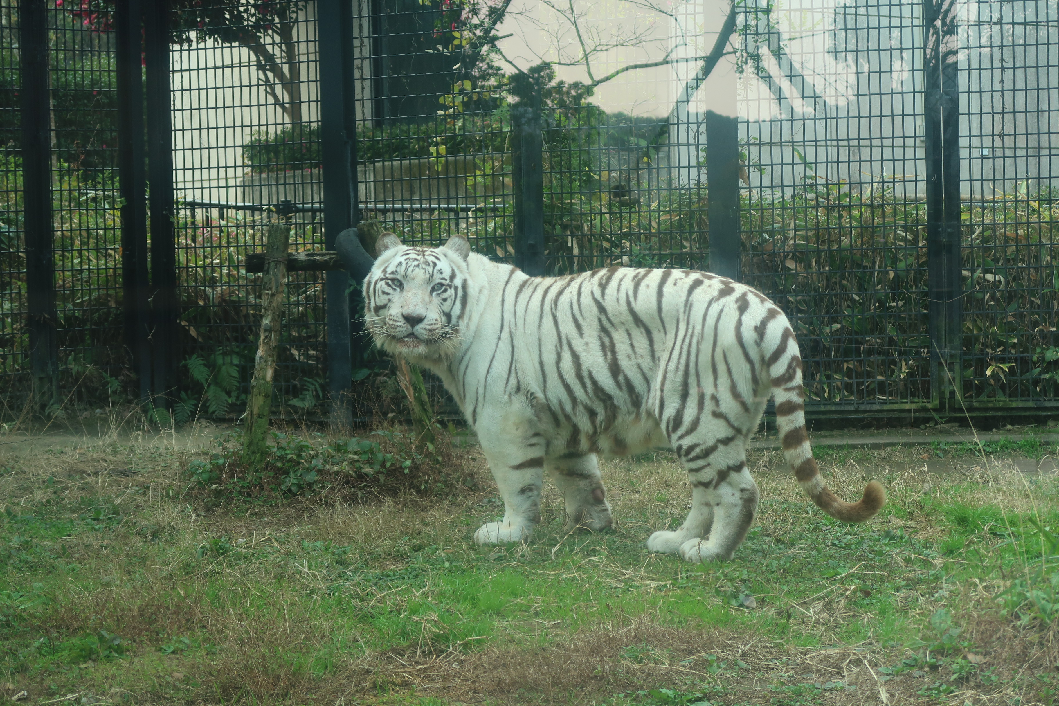 ホワイトタイガーの死亡について - 平川動物公園公式サイト