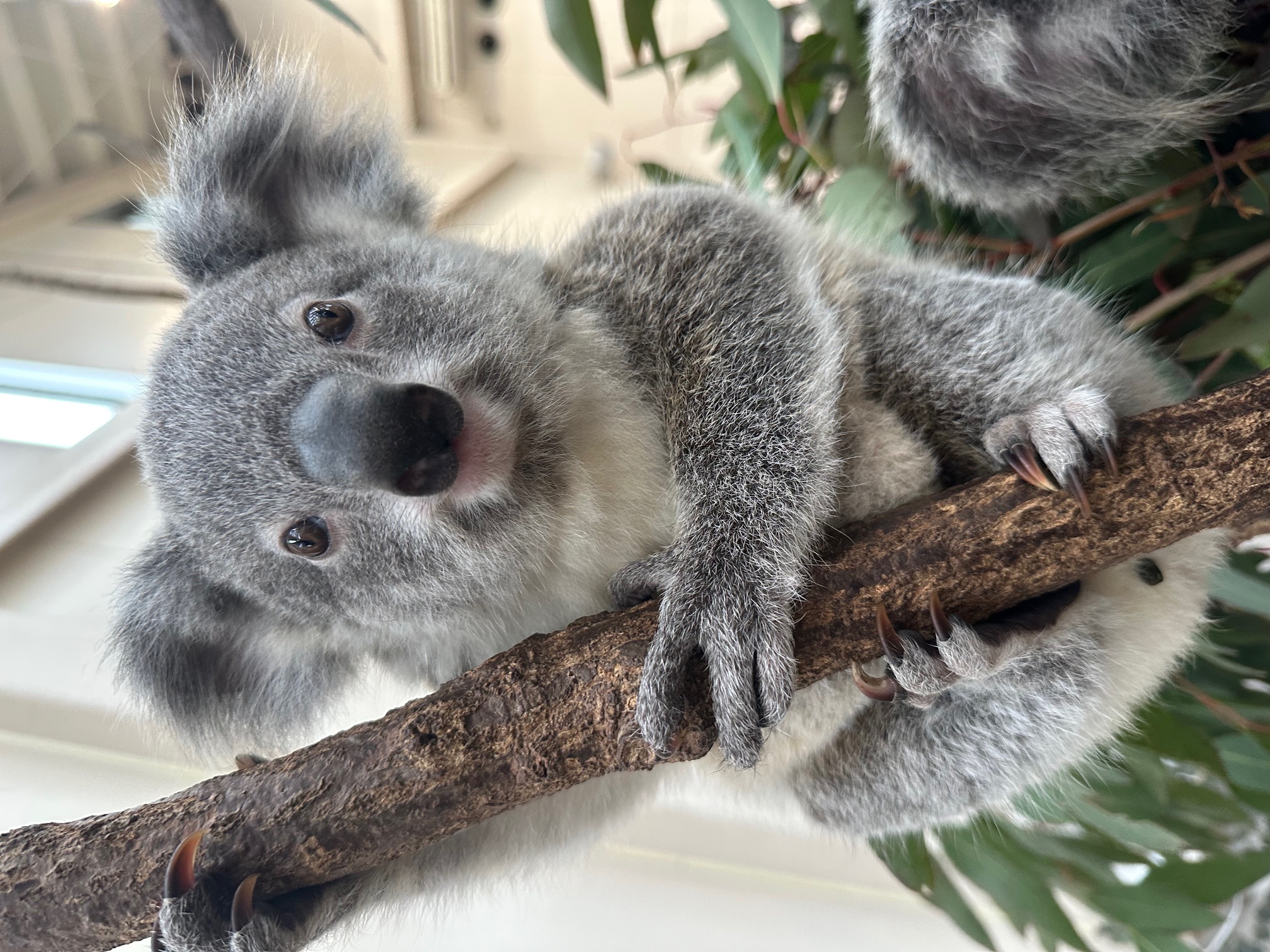 コアラちゃん　鏡台 Taipei zooで暮らしていた芙蓉ちゃんが お空に旅立ちました 台北コアラ