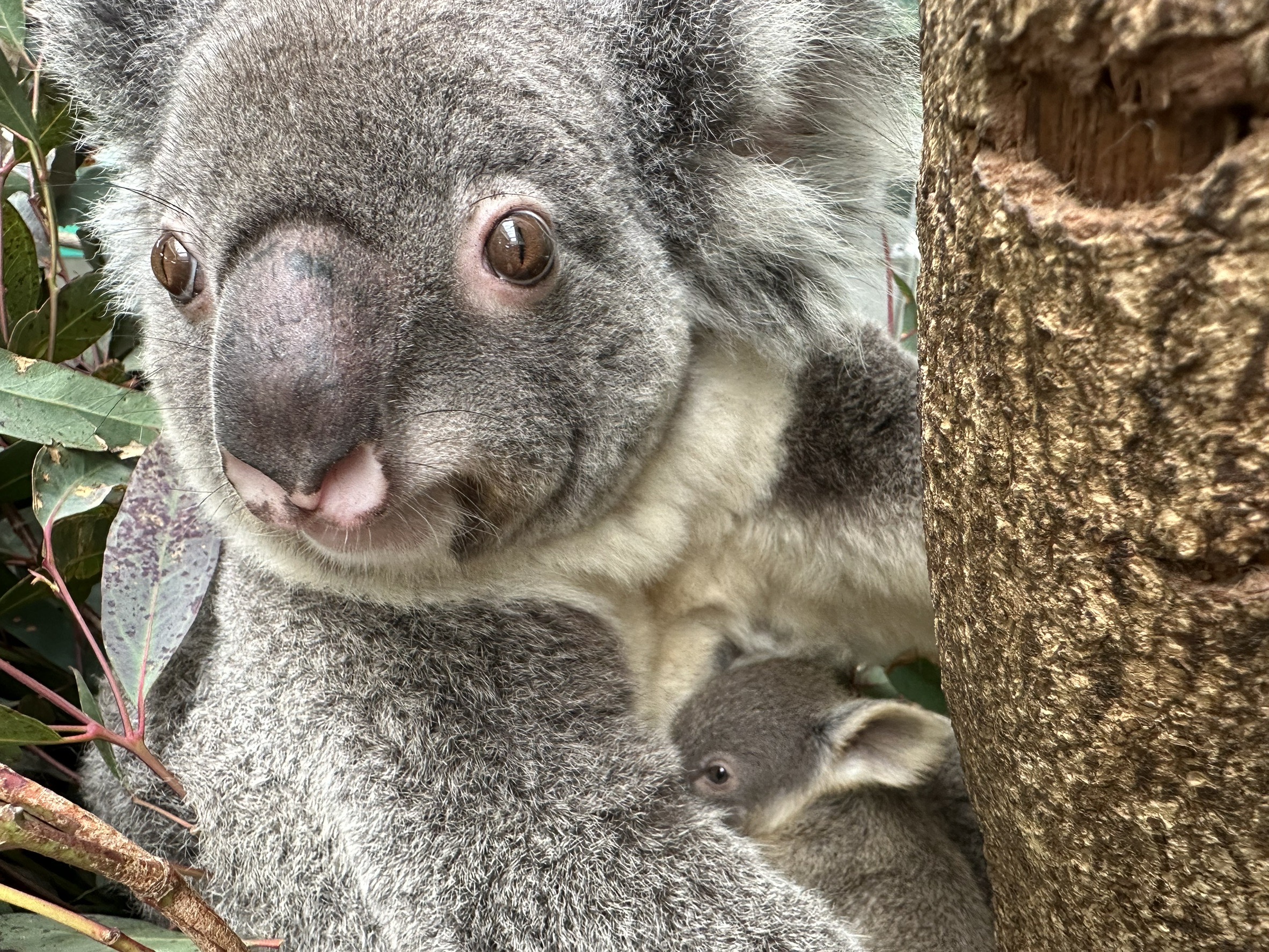 コアラの赤ちゃんがお母さんの袋から出てきました - 平川動物公園公式