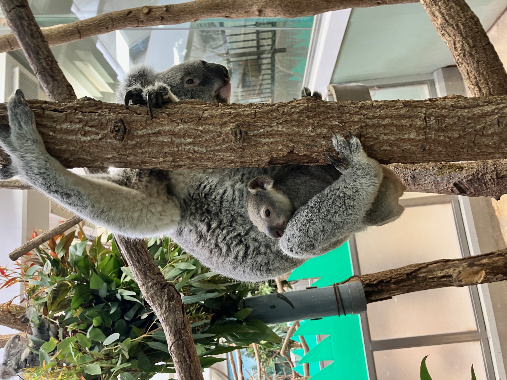 コアラの赤ちゃんがお母さんの袋から出てきました - 平川動物公園公式