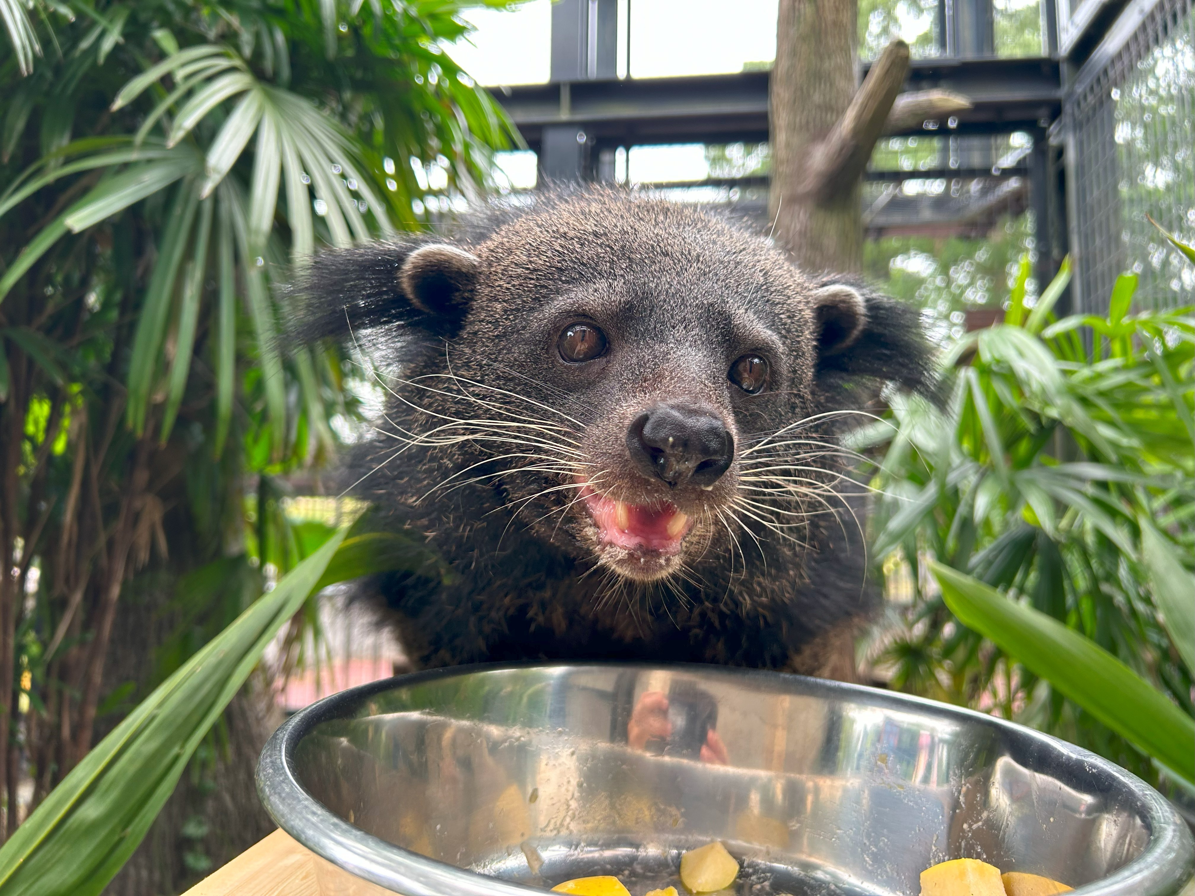 世界ビントロングデー（World Binturong Day）」のイベントを実施し