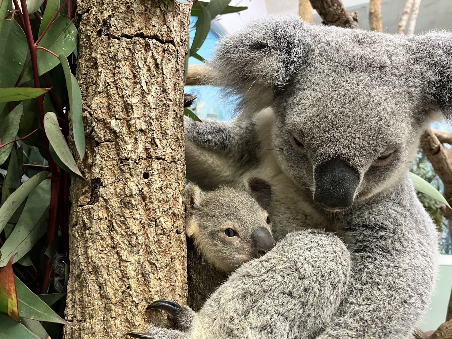 平川動物公園「こどもまつり」のお知らせ
