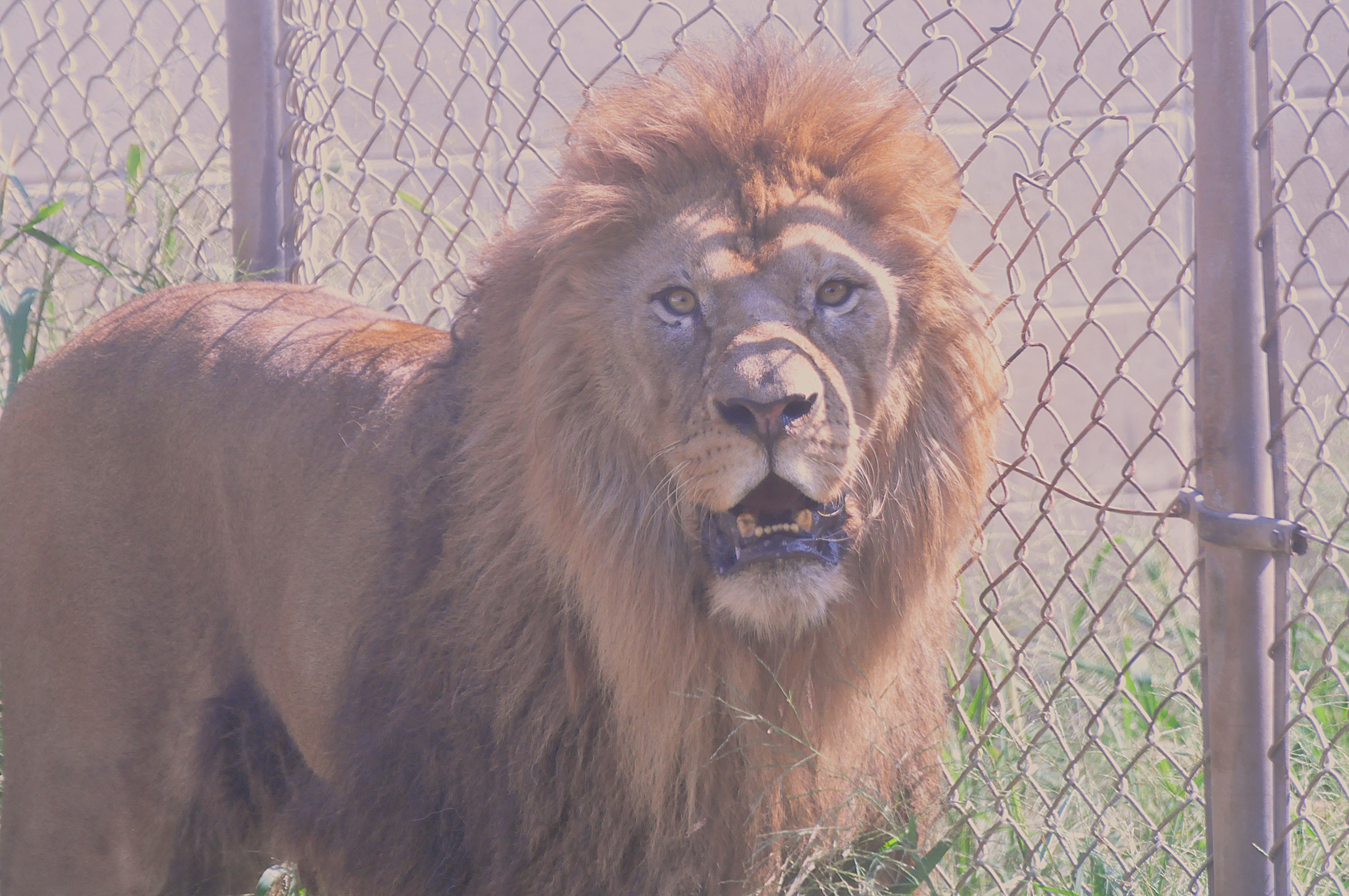 ライオン2頭の来園について - 平川動物公園公式サイト