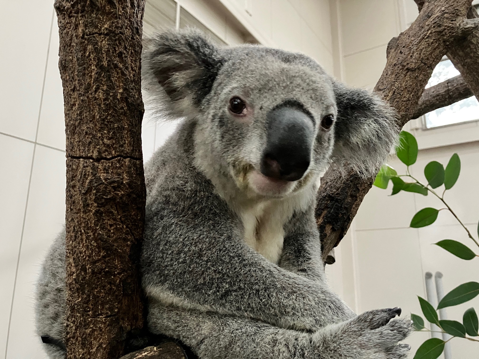 コアラ様ご確認用ページ☆ コアラの移動について - 平川動物公園公式サイト