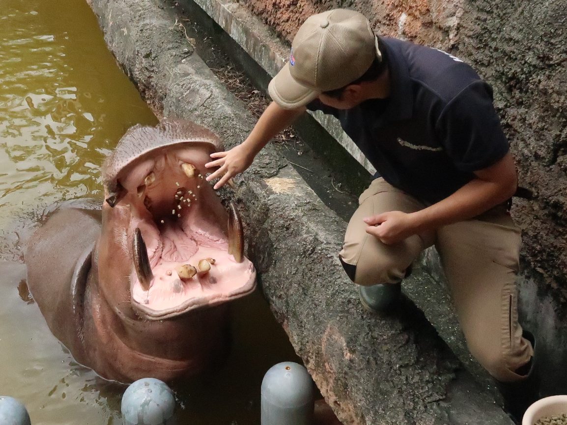 「夏休み！動物園で自由研究！」自由研究生を大募集！