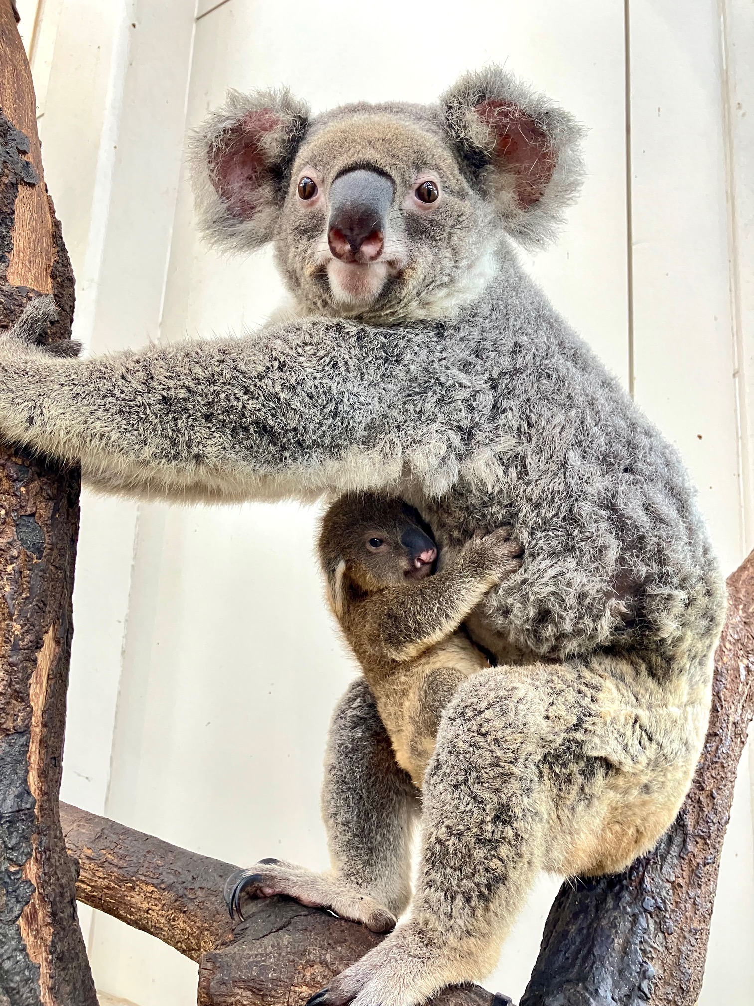 コアラの赤ちゃんがお母さんの袋から出てきました - 平川動物公園公式