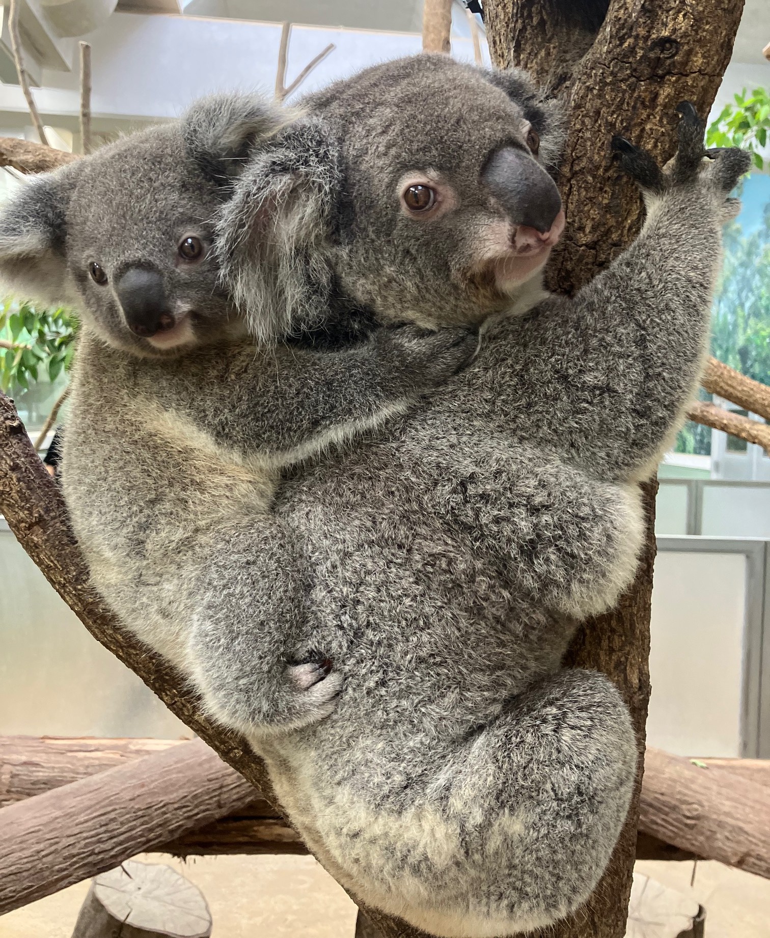コアラの赤ちゃんの命名式を行います - 平川動物公園公式サイト