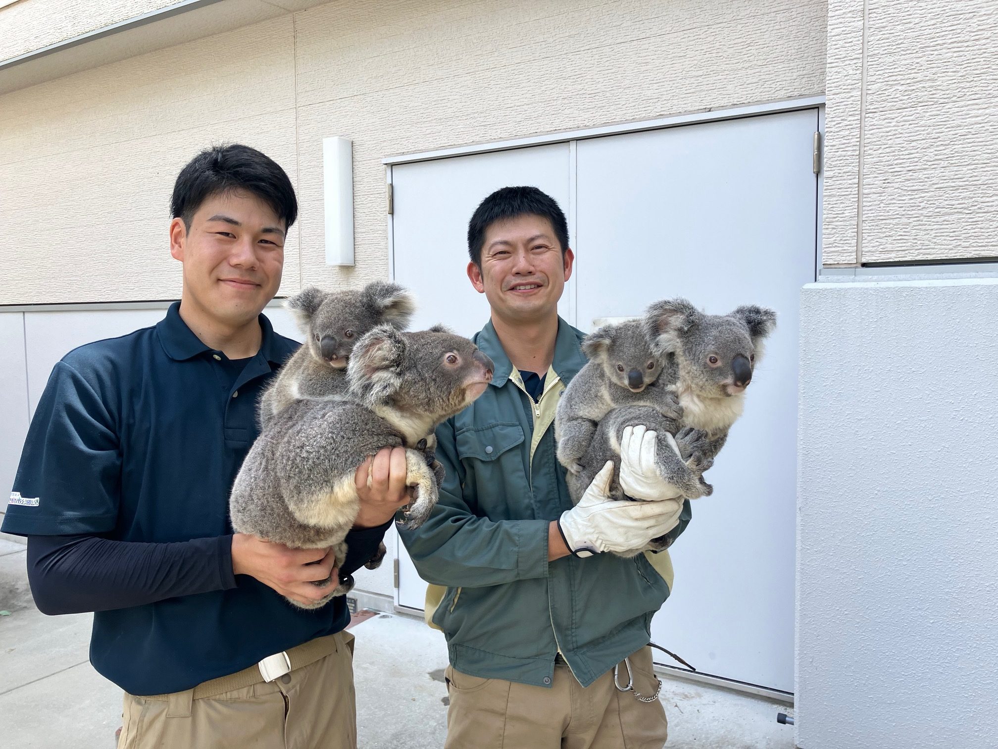 ３名のコアラ担当者が語る！コアラ×飼育員のお話を開催します