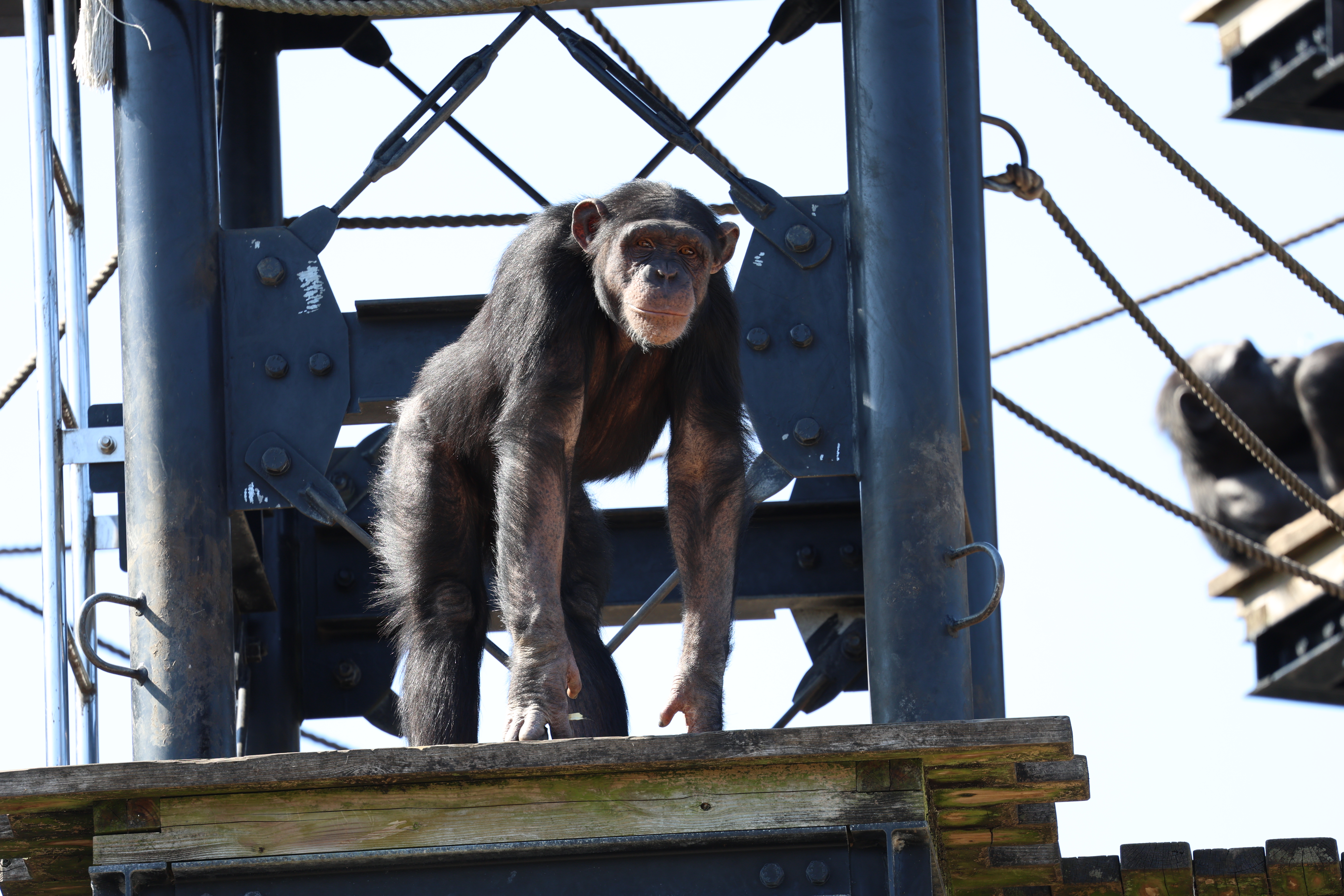 チンパンジー屋外展示場の改修について（10月27日～） - 平川動物公園