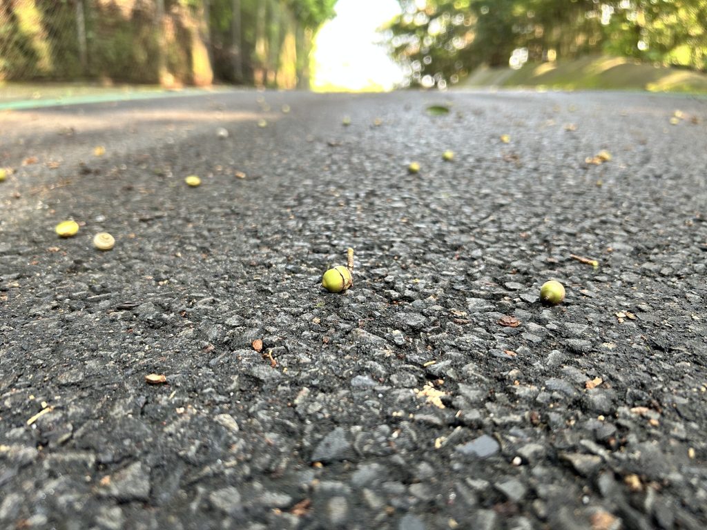 ドングリ拾いお兄さん