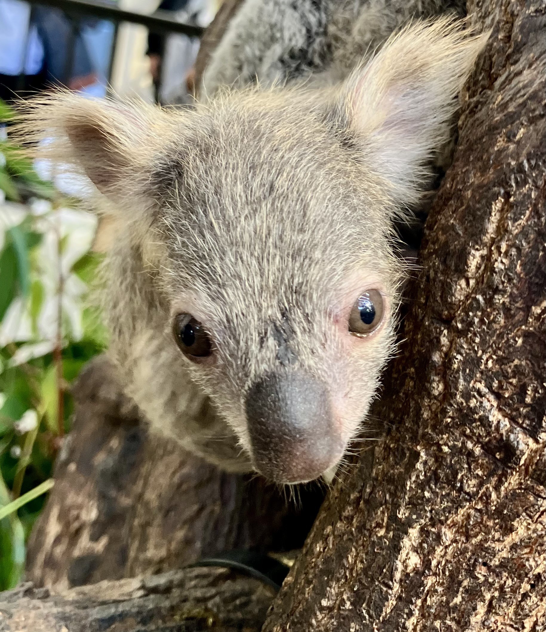 コアラちゃん　鏡台 コアラの赤ちゃんがお母さんの袋から出てきました - 平川動物公園公式