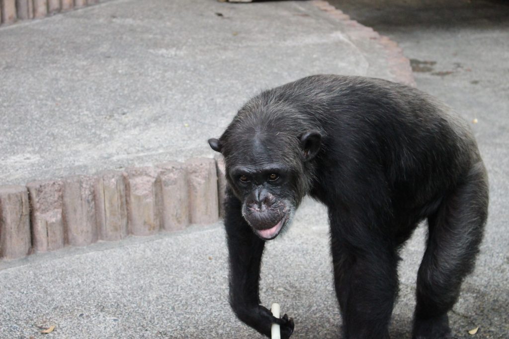 chimpanzee