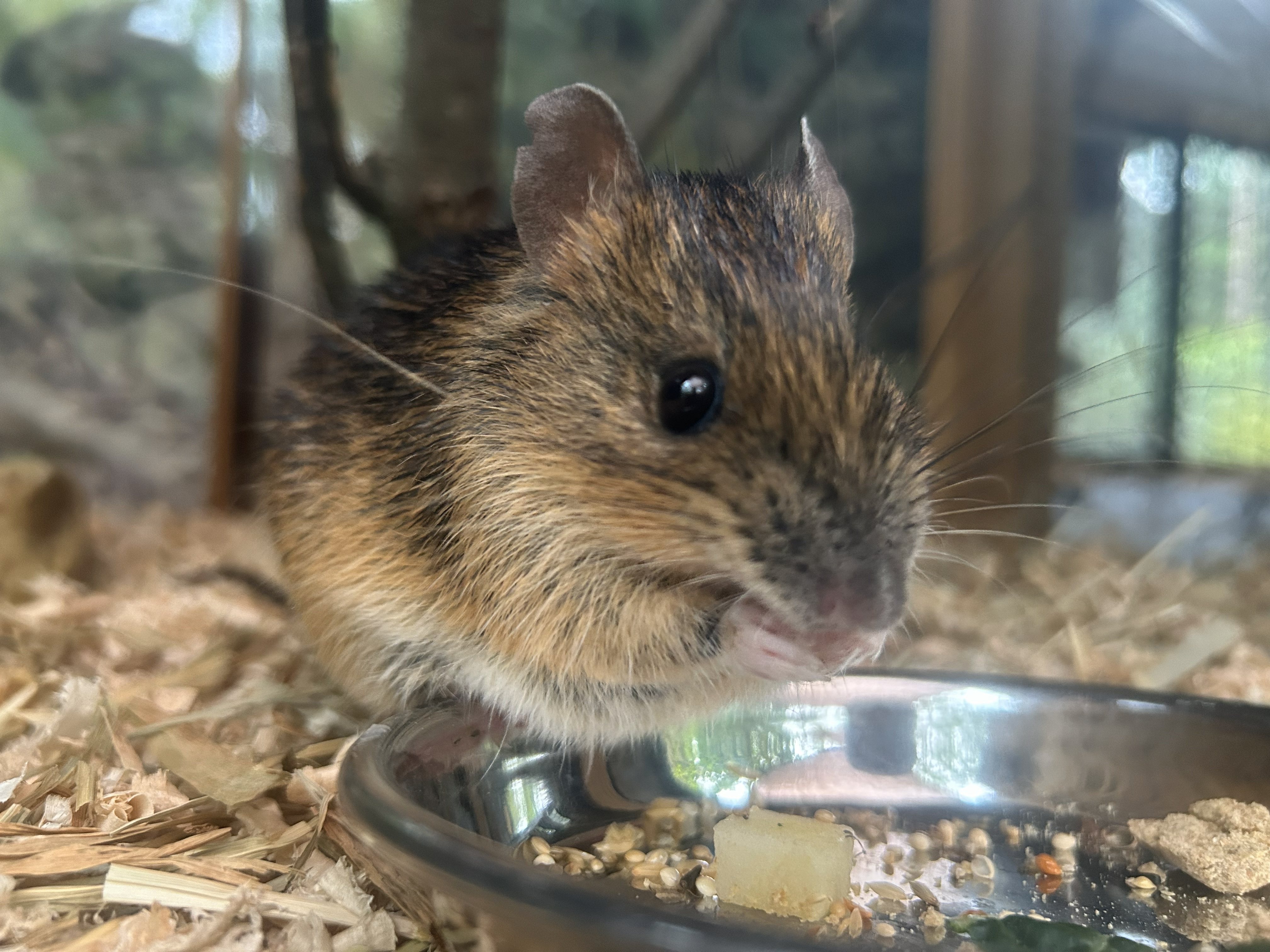 路上のドブネズミ アマミトゲネズミの非展示について - 平川動物公園公式サイト