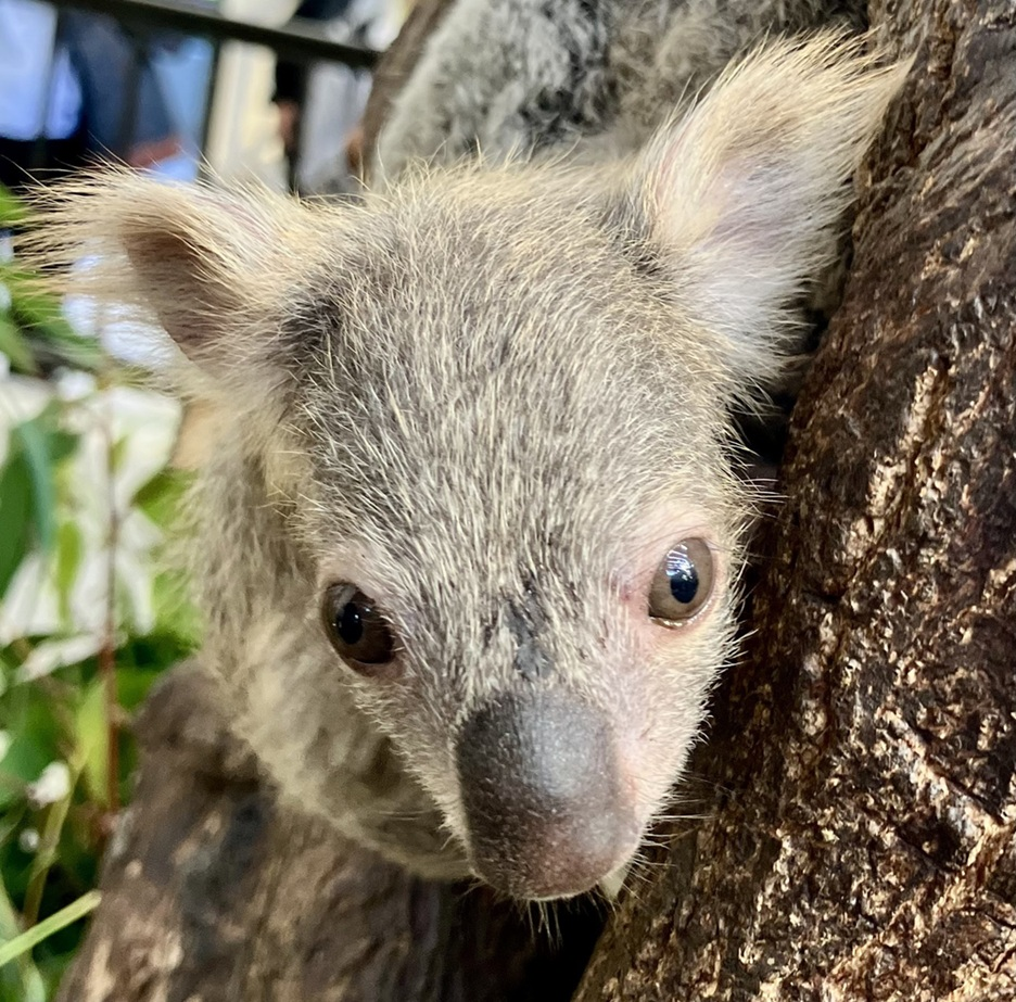 koala20251028