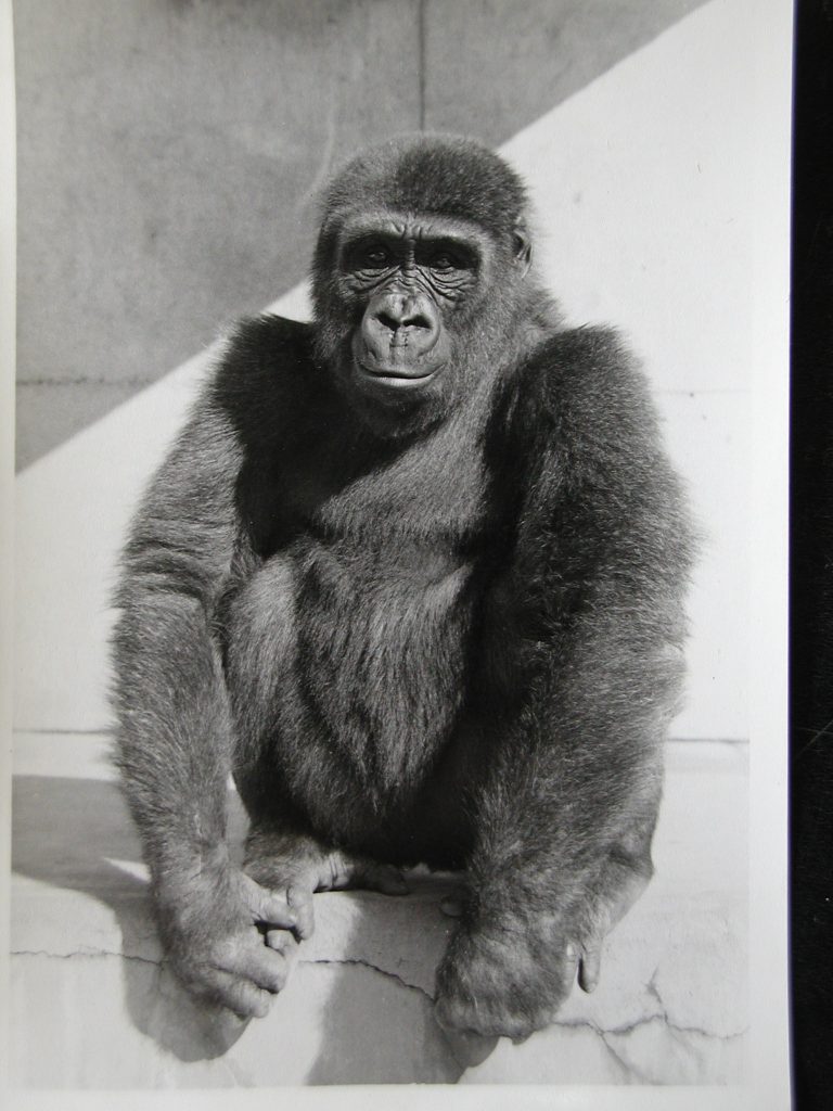 「平川動物公園動物講座」第１回は「平川動物公園の歴史をひもとく」と「動物園獣医師」 ライブ配信受講者も受付けます！-ライブ配信の受付は終了しました-