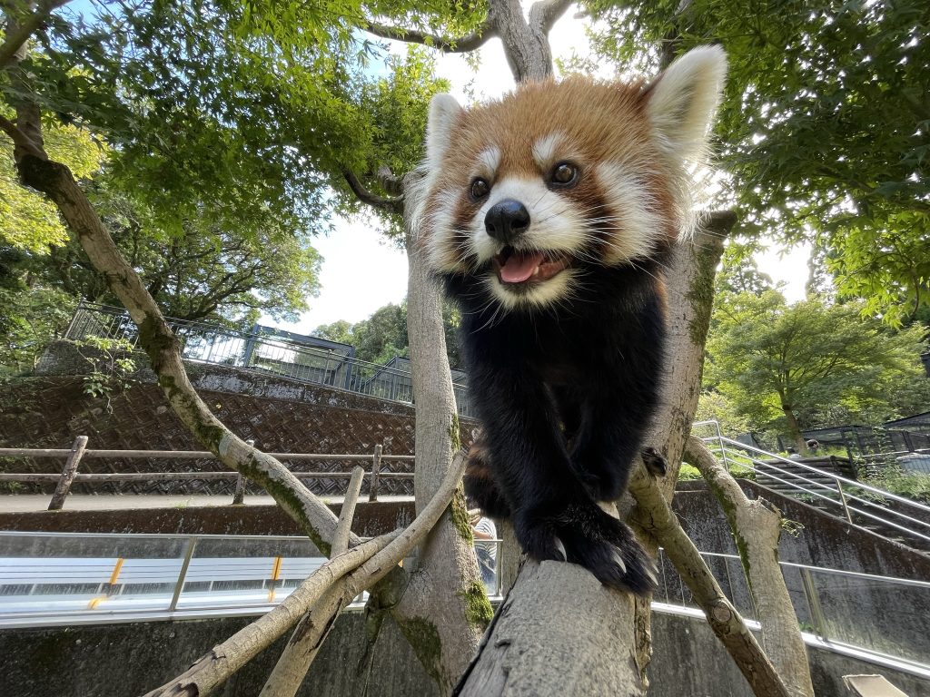 ワニ福祉向上し隊　その7