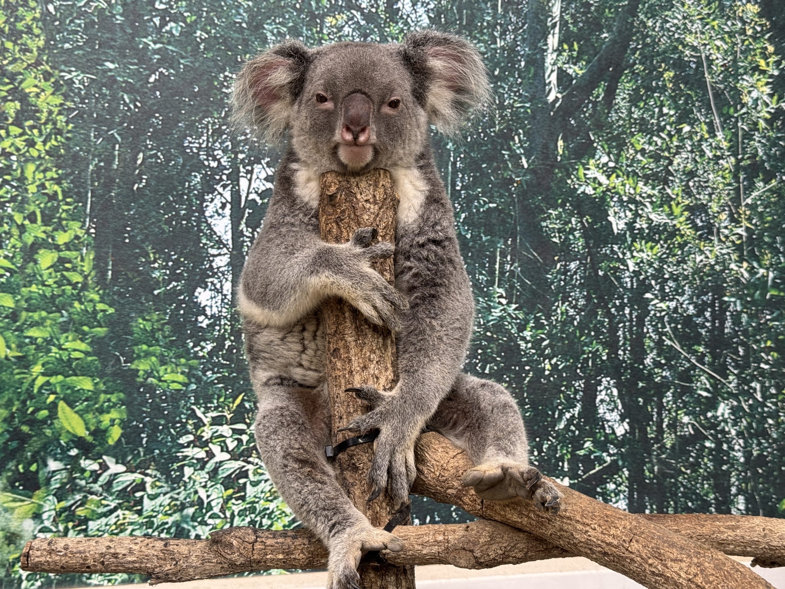 コアラ紹介 - 平川動物公園公式サイト