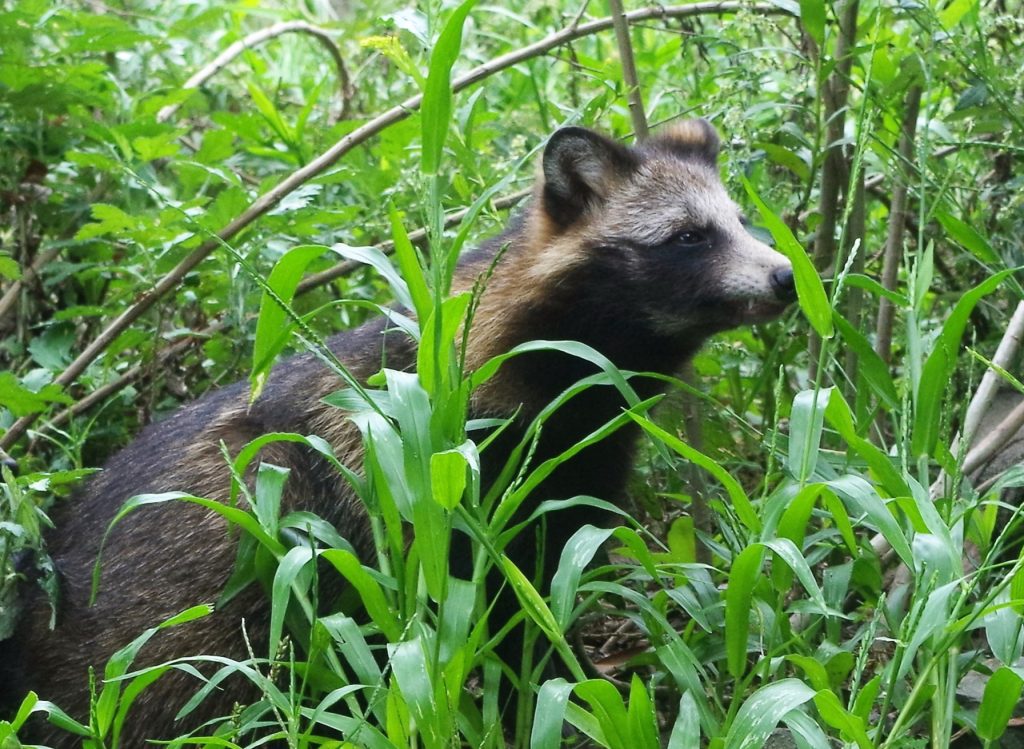 フィールドレポート ～ロードキルの記録2025～