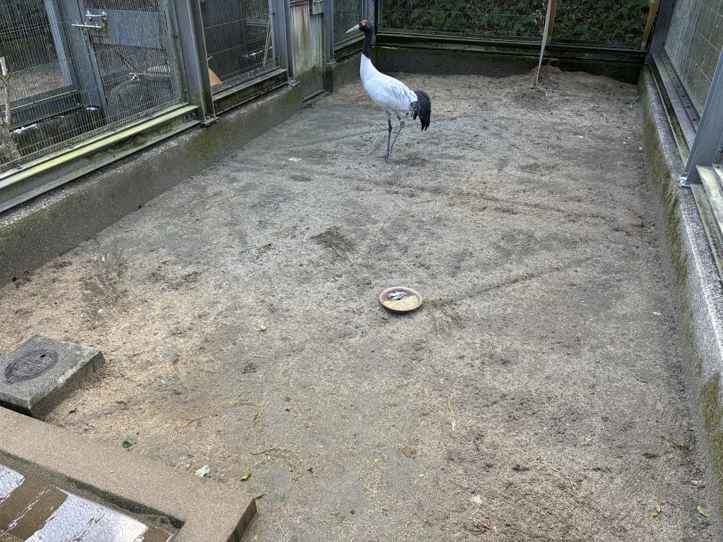 ツル奮闘記～展示場緑化計画～　その2