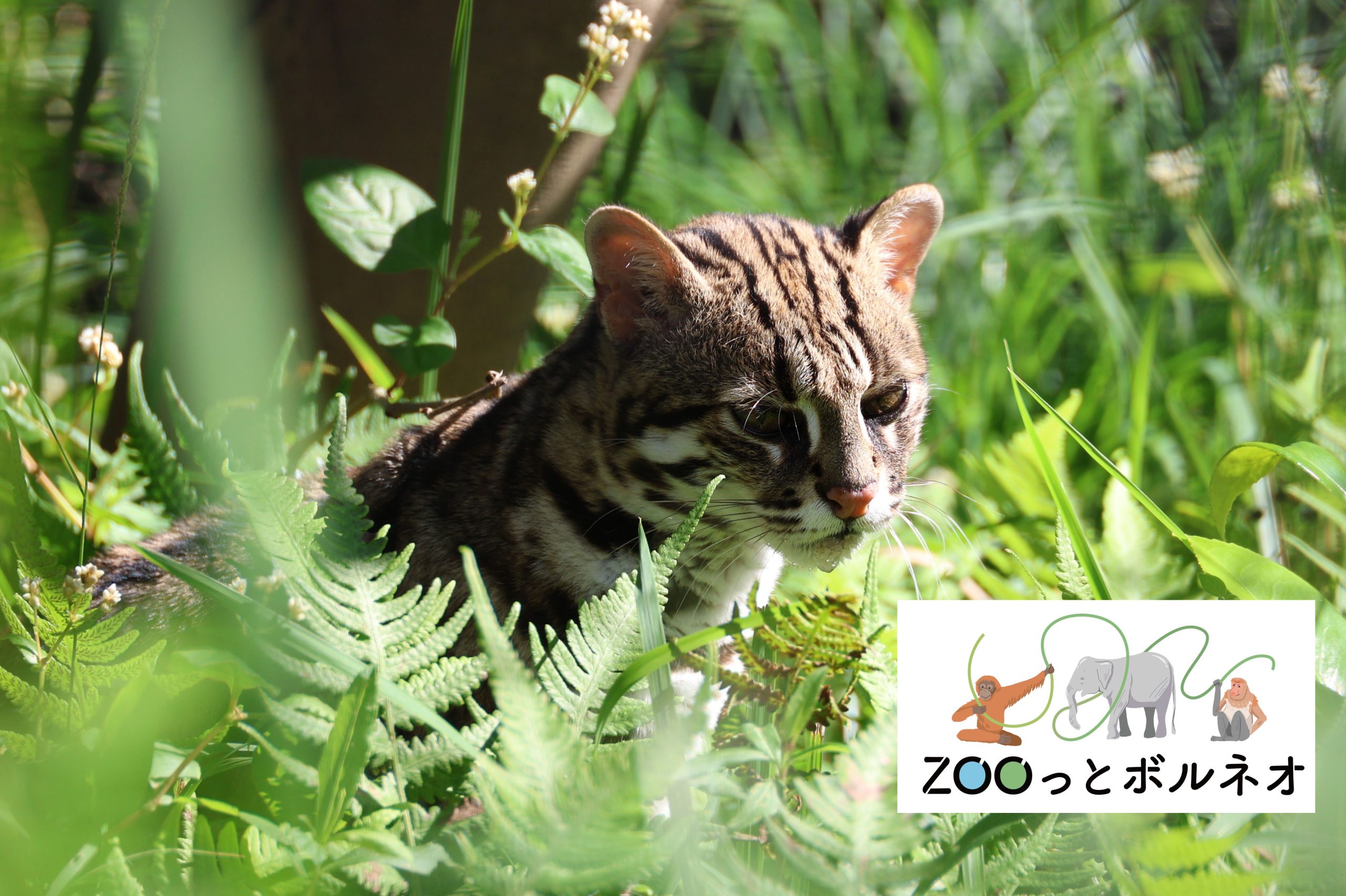 ZOOっとボルネオ７園インスタライブリレー2026①を行います！