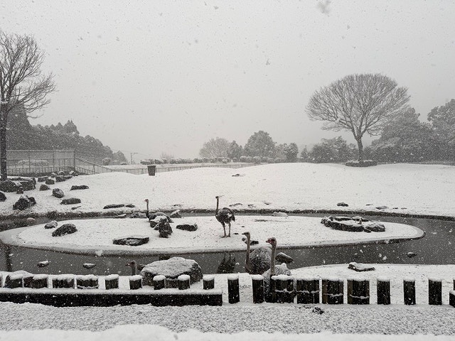 雪の動物園